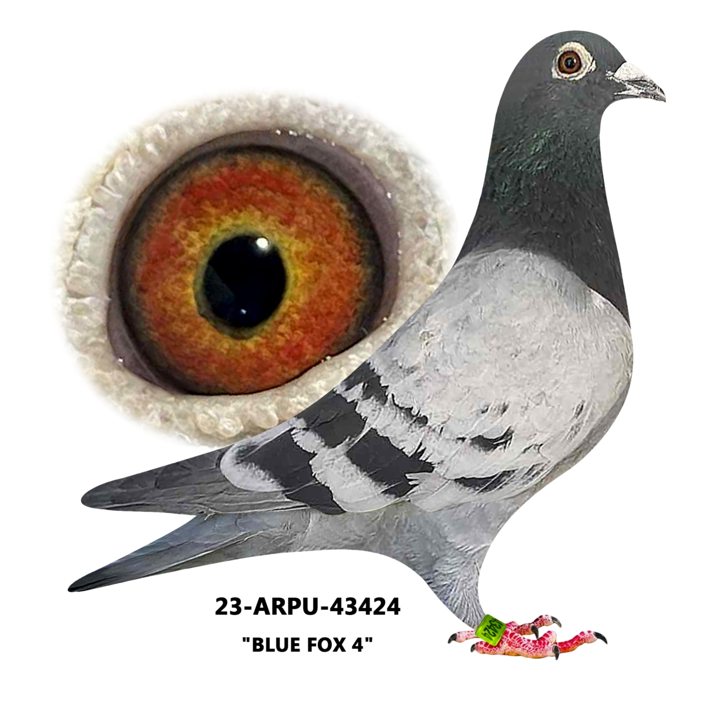 23-ARPU-43424 Blue Bar Cock.