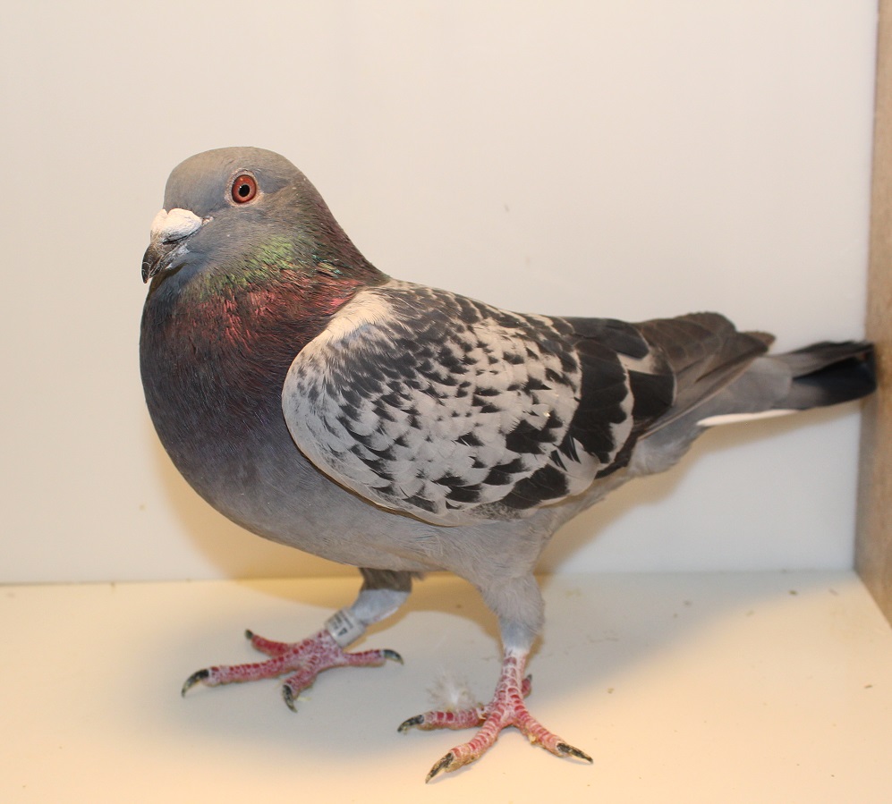 AU 25 TITLETOWN 67 BC COCK
