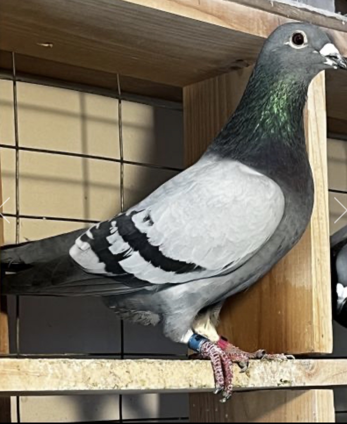 2025 cock inbred raven and Rudy/ protege loft 