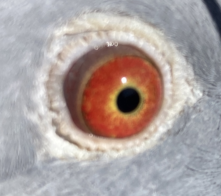 2025 Lewis Lofts 2505 BC C