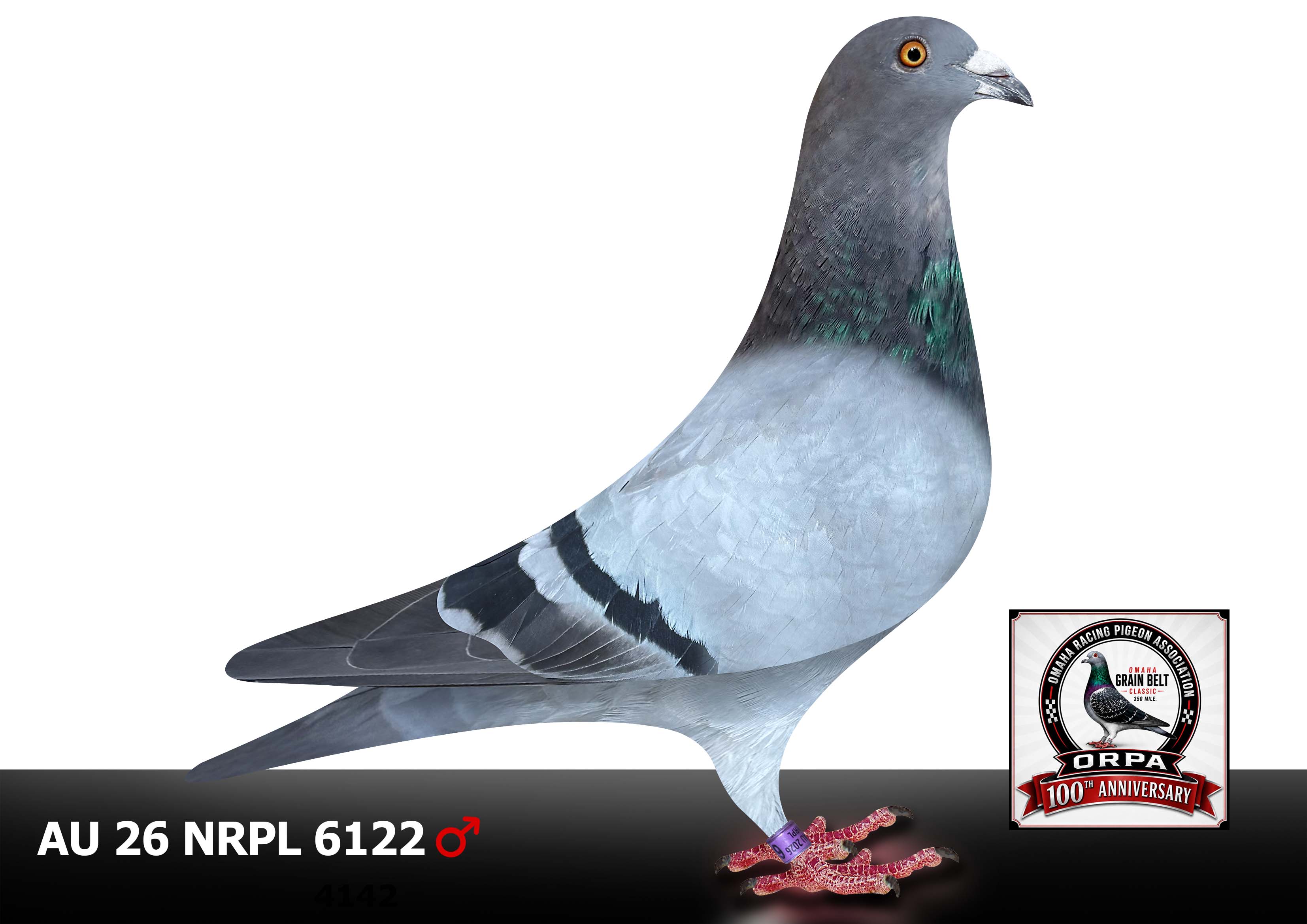 AU 18 NRPL 8085 Hen  26 NRPL 6122 Cock