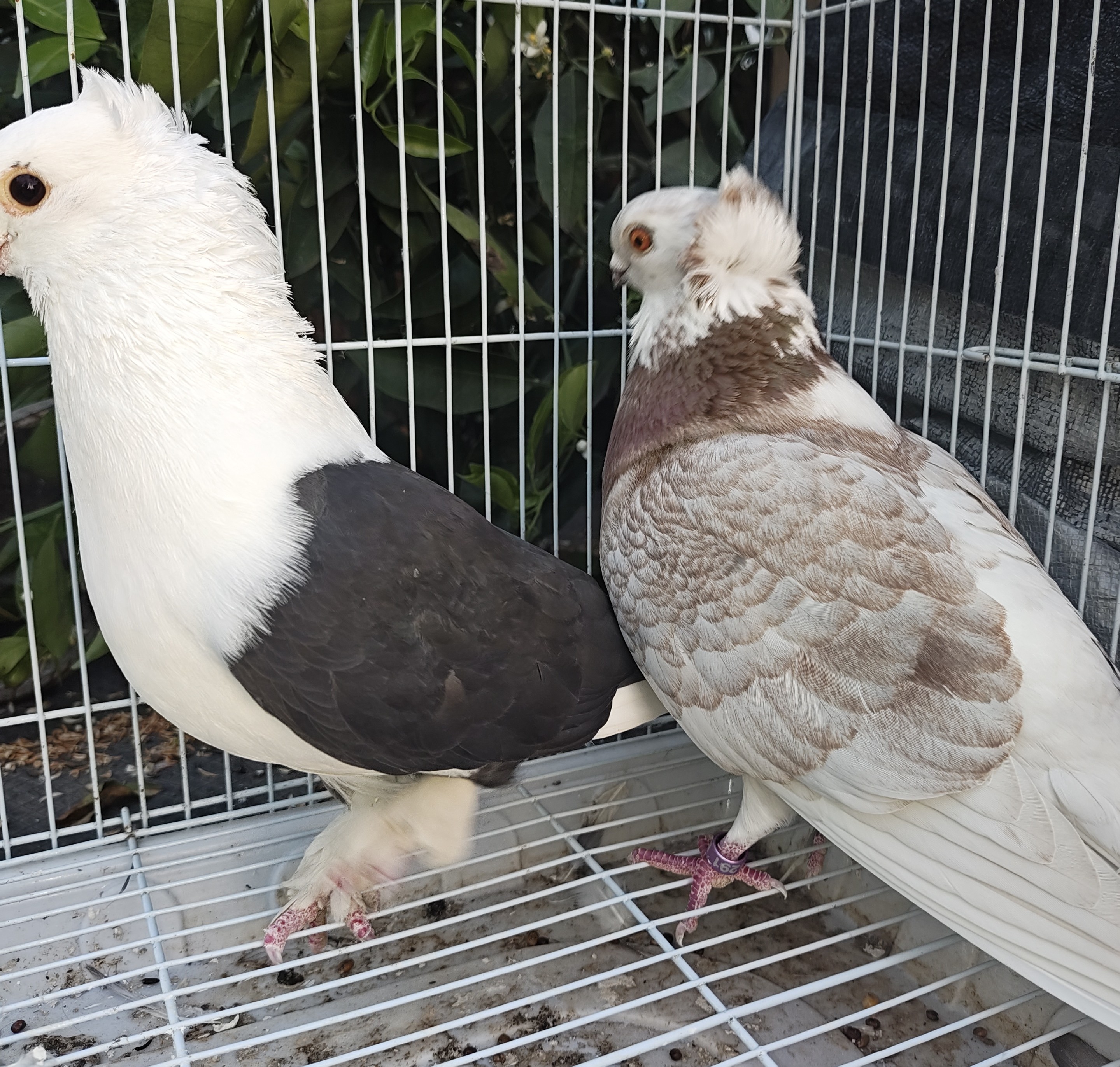 German x Chinese old Owl 