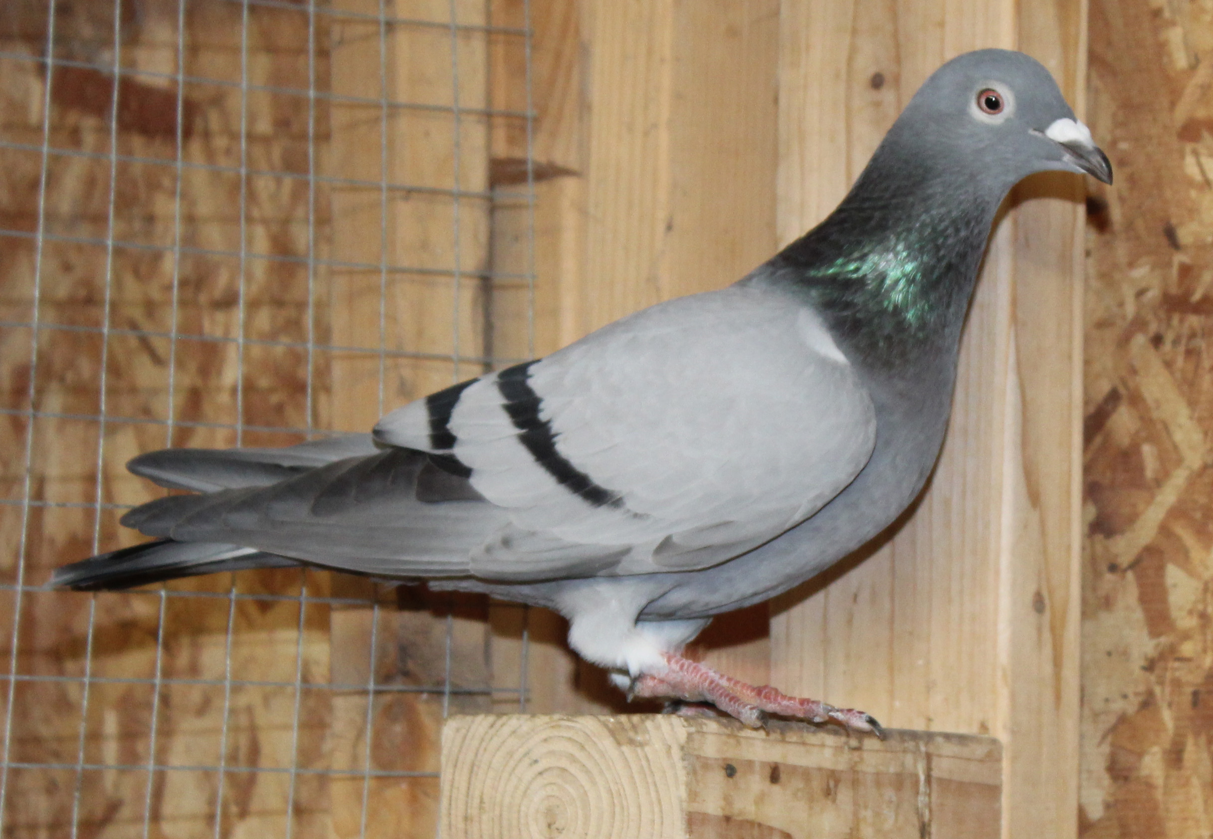  Olympic Niels, Koopman, Hooymans