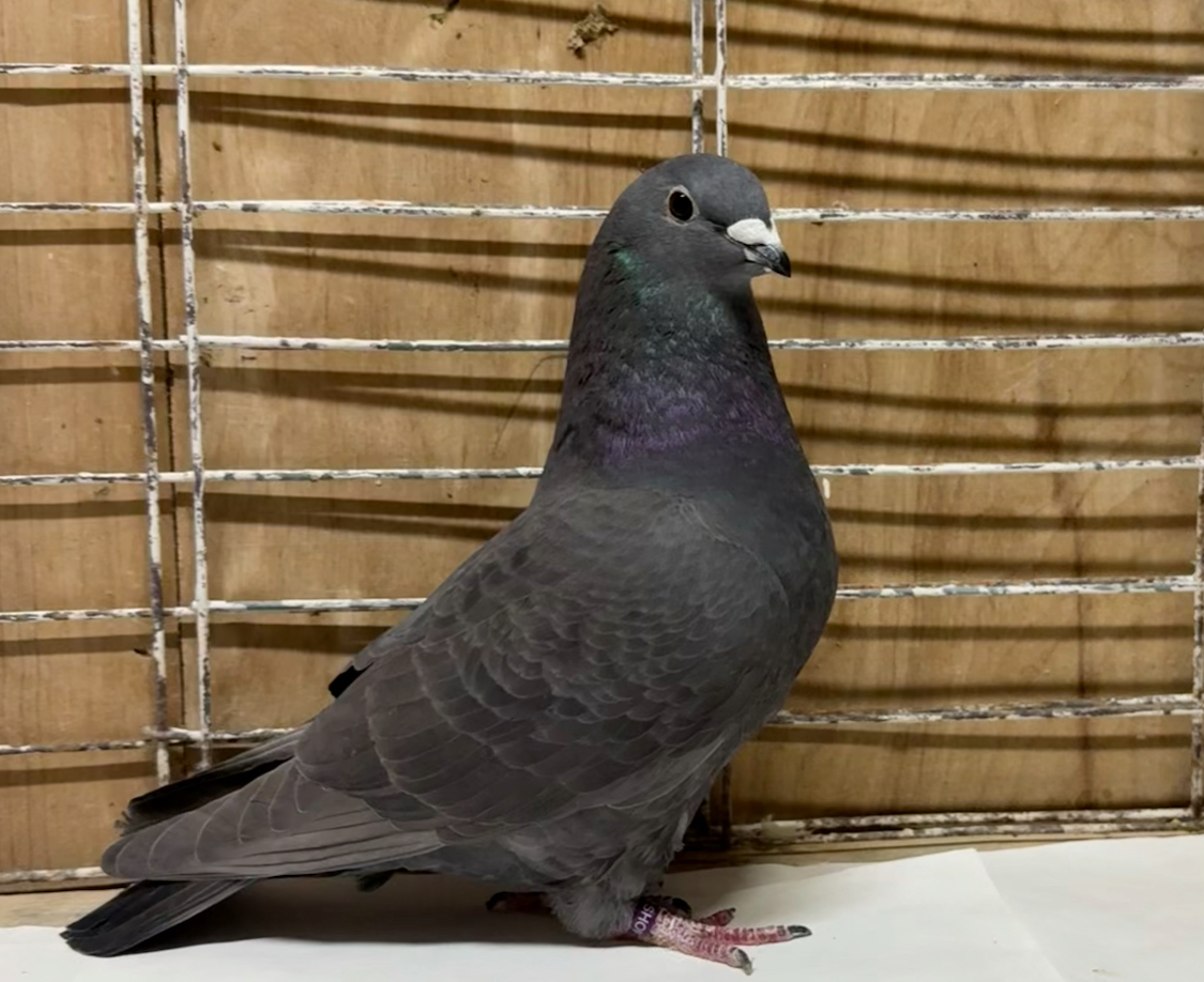 Super Quality Pigeon was 1st place winner 