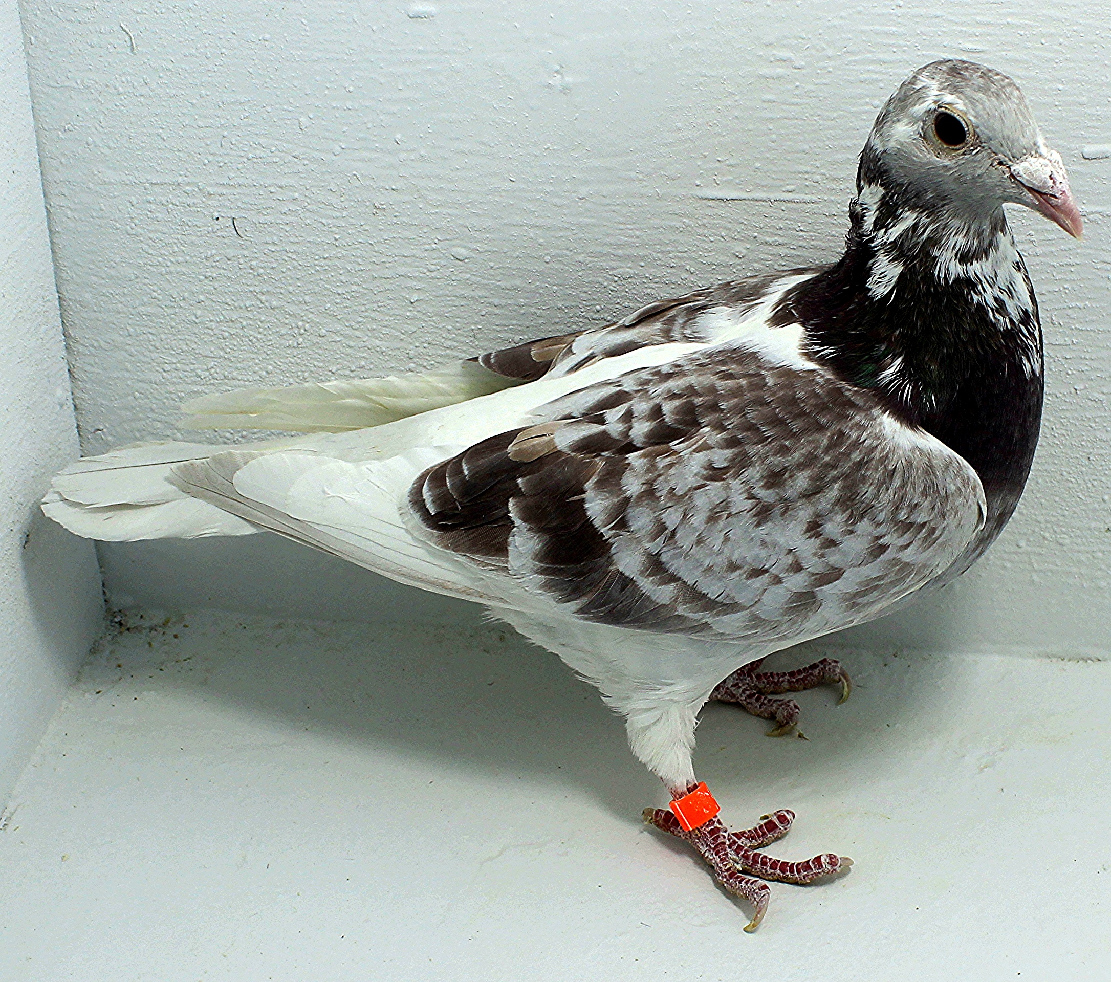 6844 IPB B 2025 Pure Paul Sion