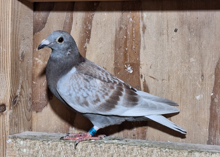 iPigeon.com - Racing Pigeon Auction