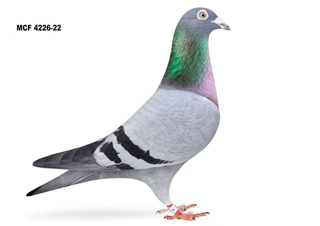 2022 AU MCF 4226 COCK