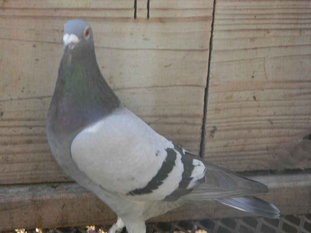 Double GS of Wolverine