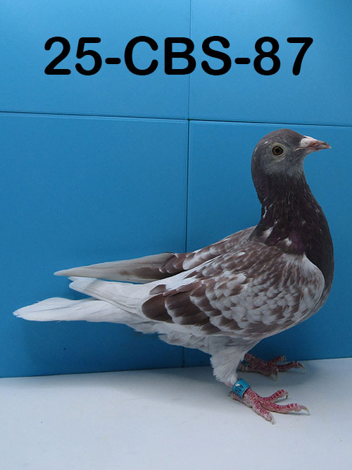 25-CBS-87 Red Check cock. 