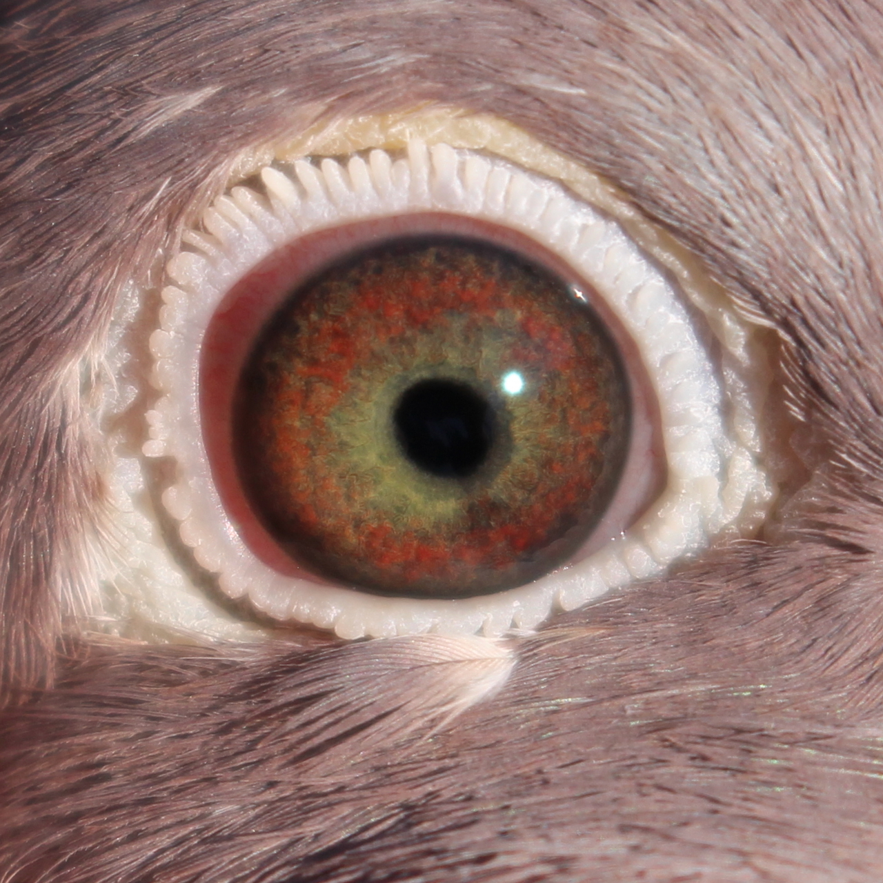Preview Image 2
