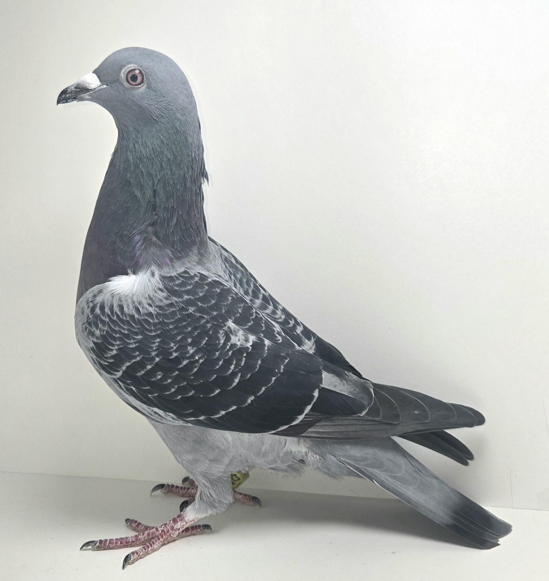 PEACH-25419-25 DC Hen