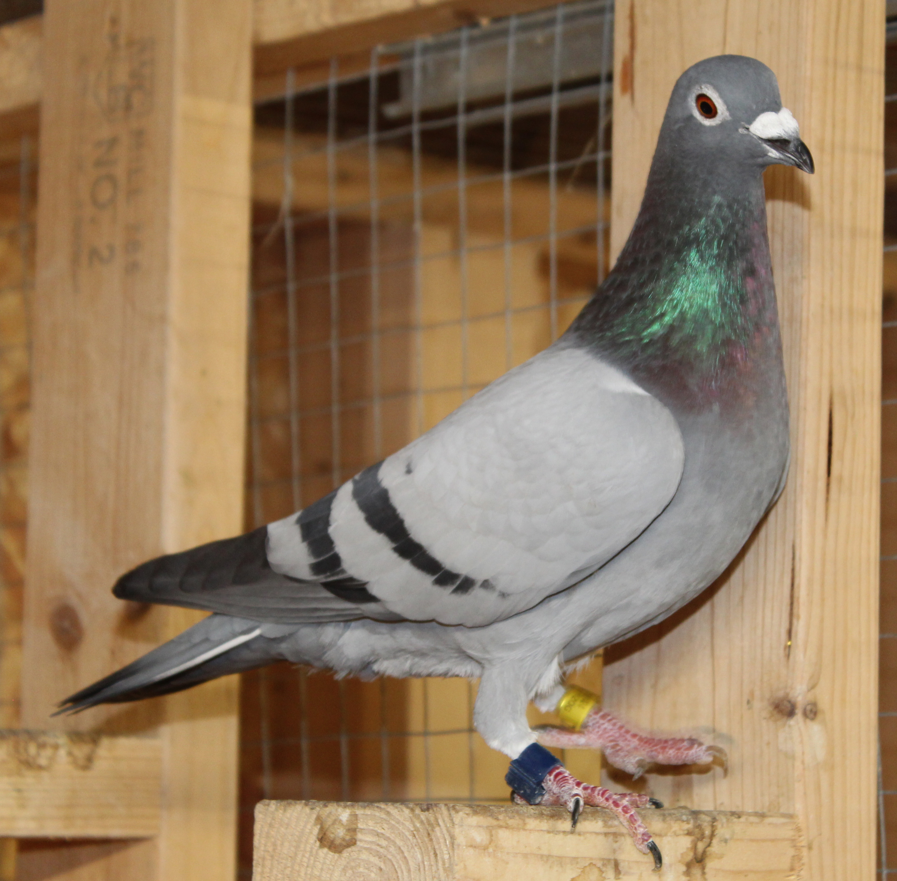 Was Super Racer himself and Siblings super racers too