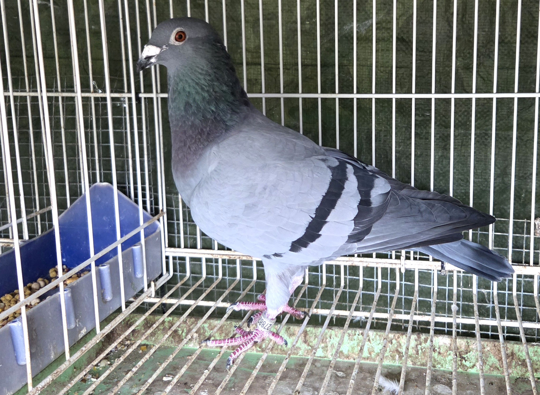 Vandenbeel/kannibaal/koopman/leo heremans