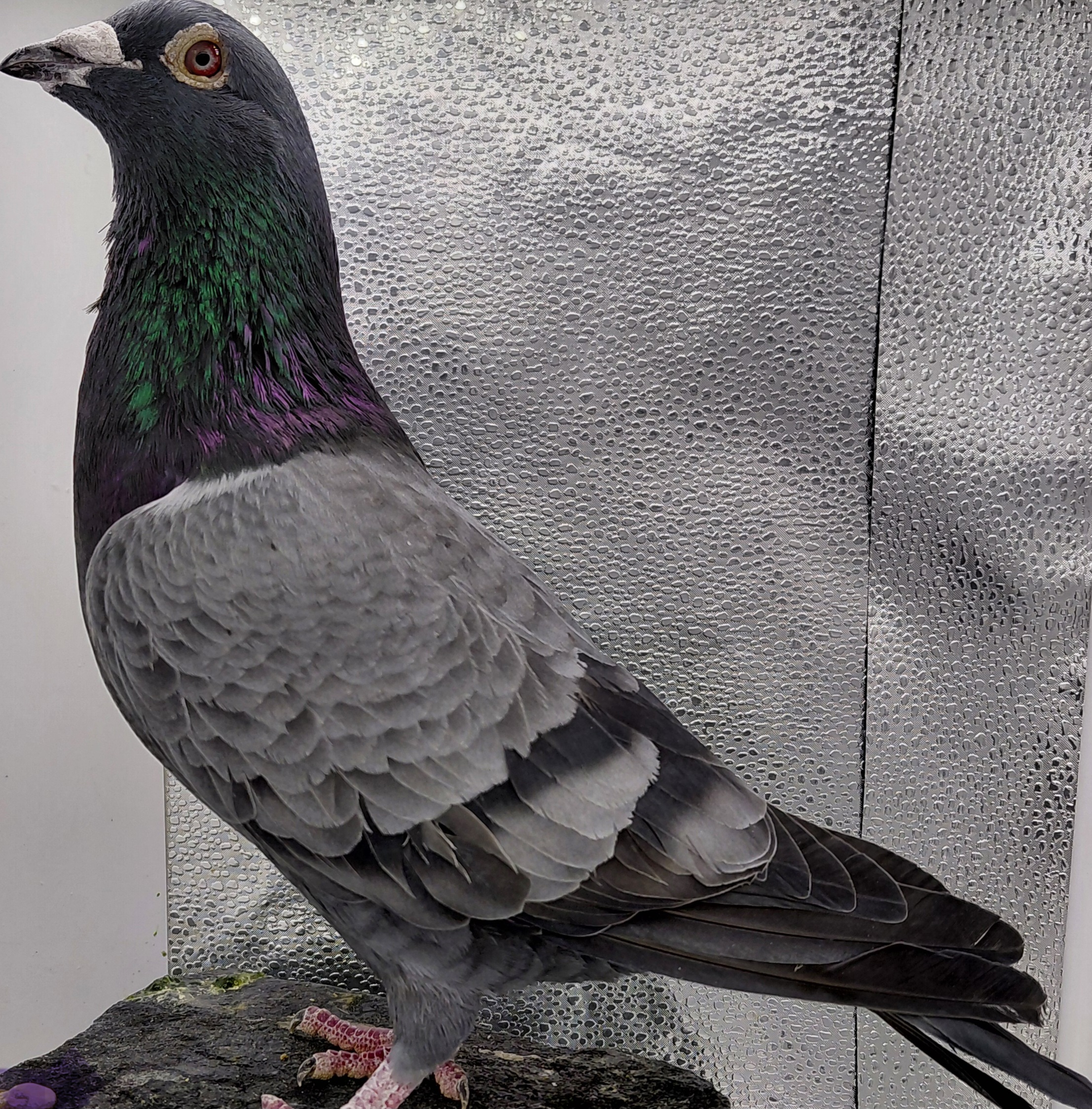 2515 EL VICHO 23 BLACK C