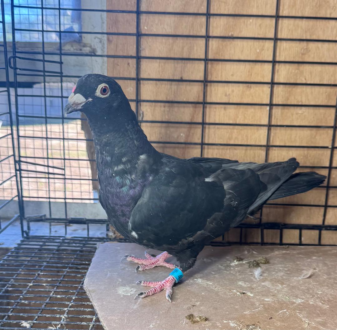 450 BLK PIETRAIN COCK