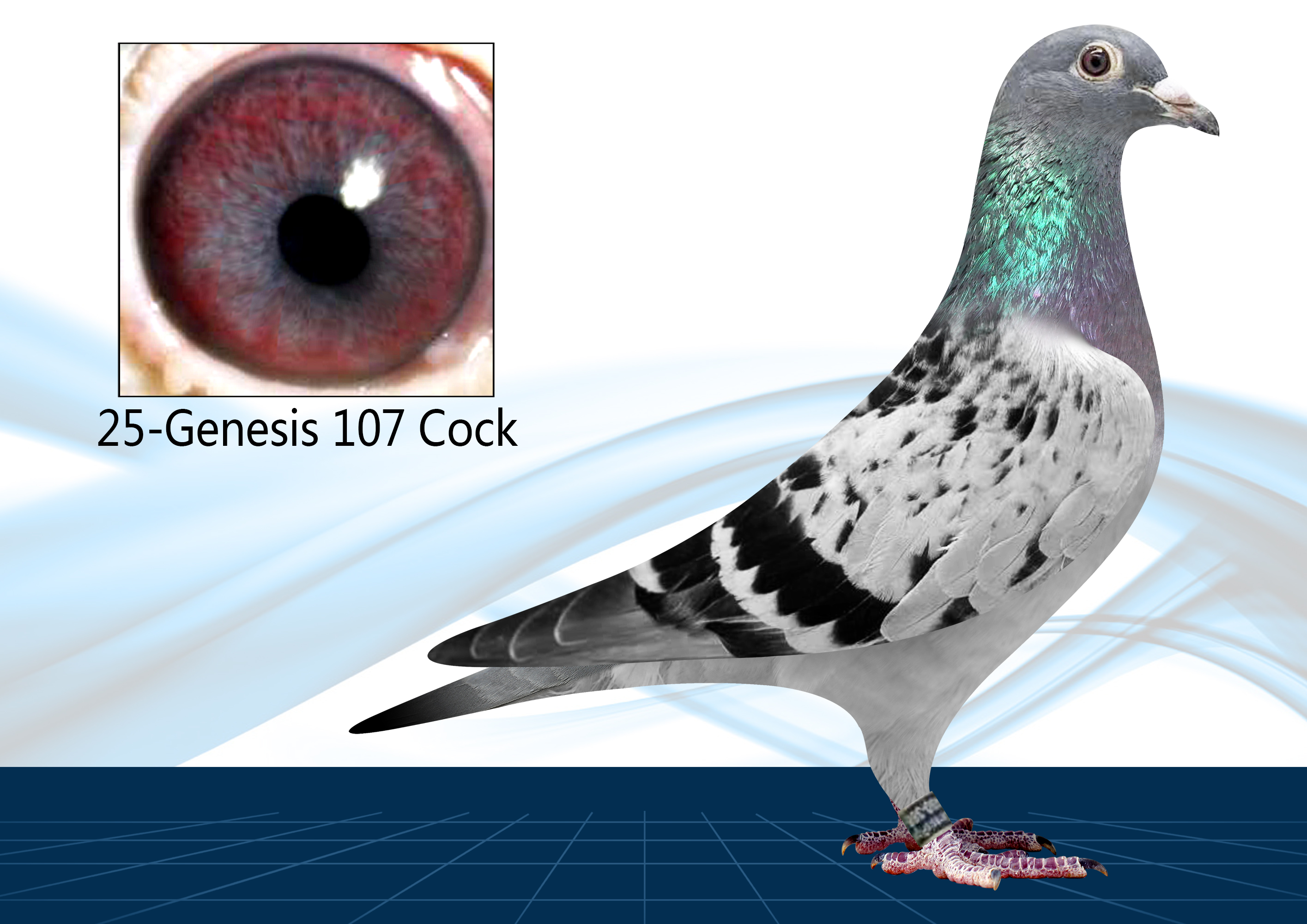 25-107（Cock) Pieter Veenstra X Hooyman