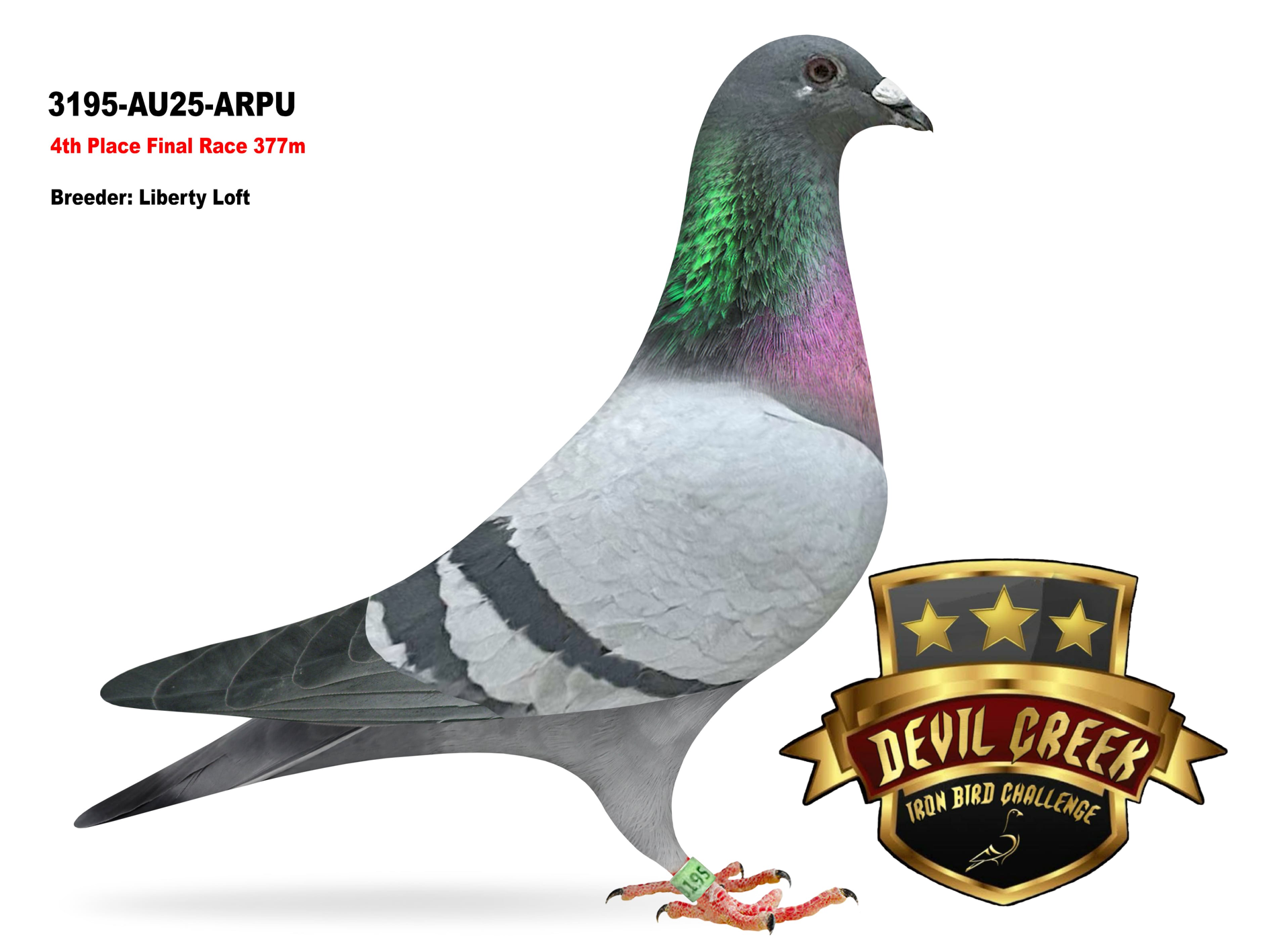 DEVIL 95 - WON 4TH FINAL 377 MILES DEVIL CREEK IRON BIRD CHALLENGE