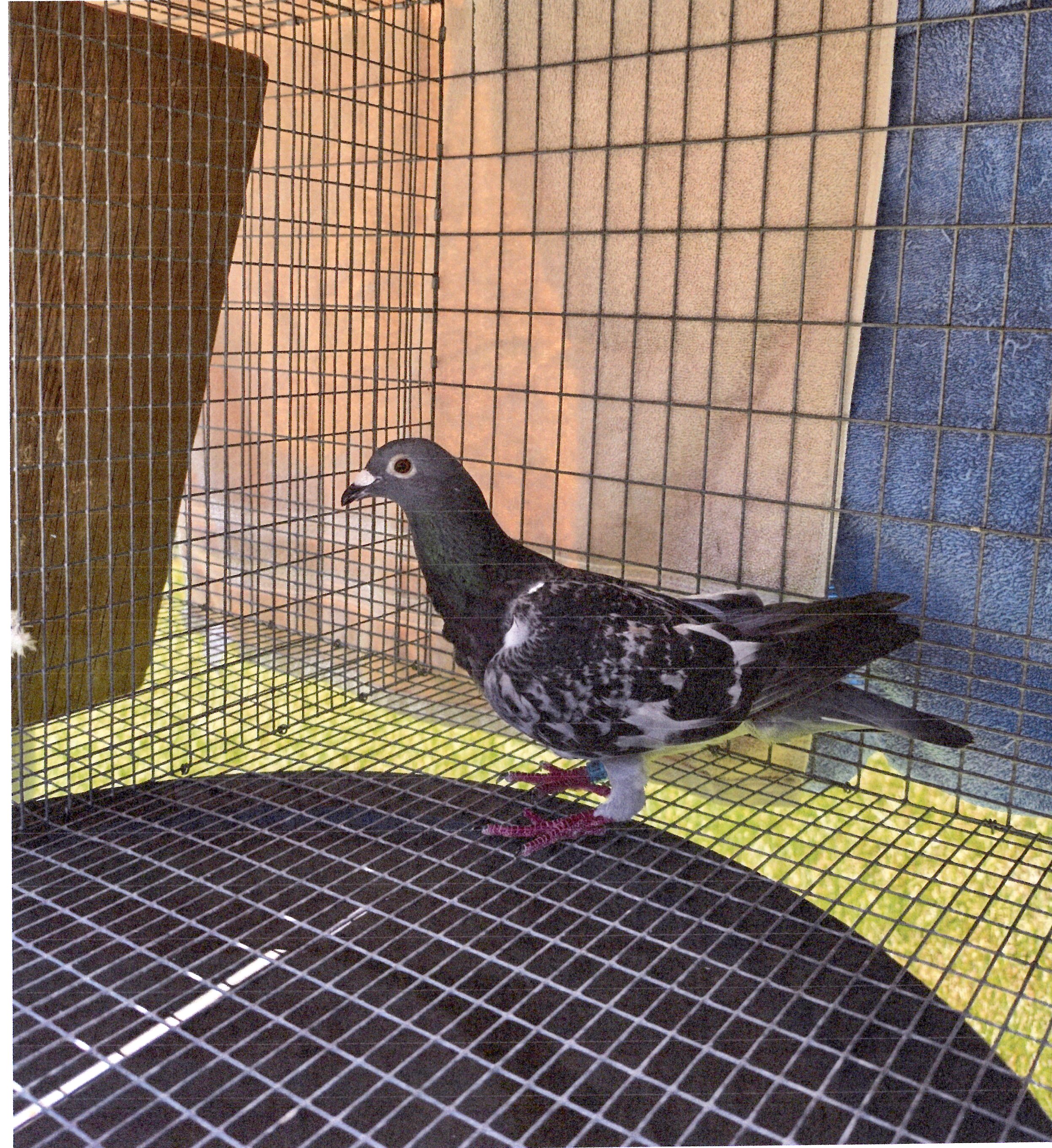 IF-2025-BSC-3061-Dark Check-Hen