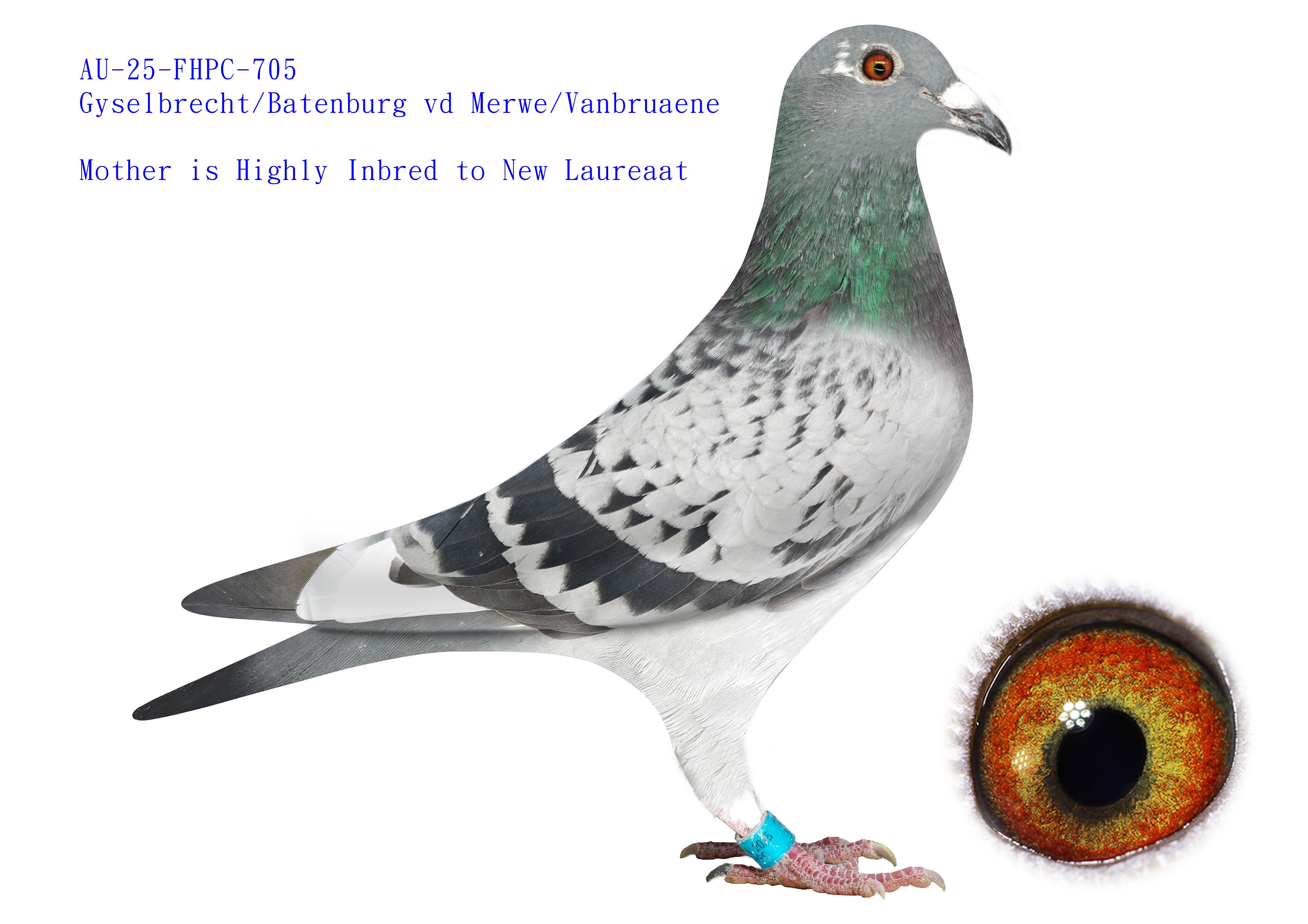 AU-25-FHPC-705 - BBWFT