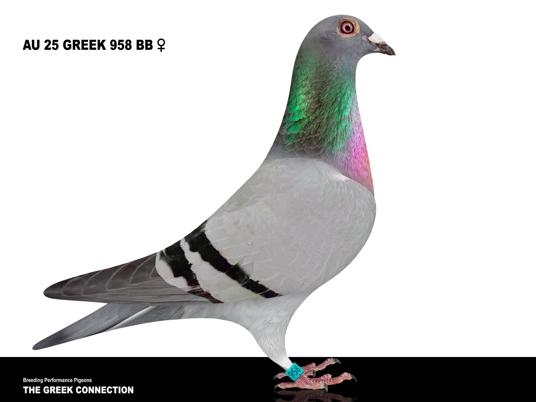 AU 25 GREEK 958 BB HEN 