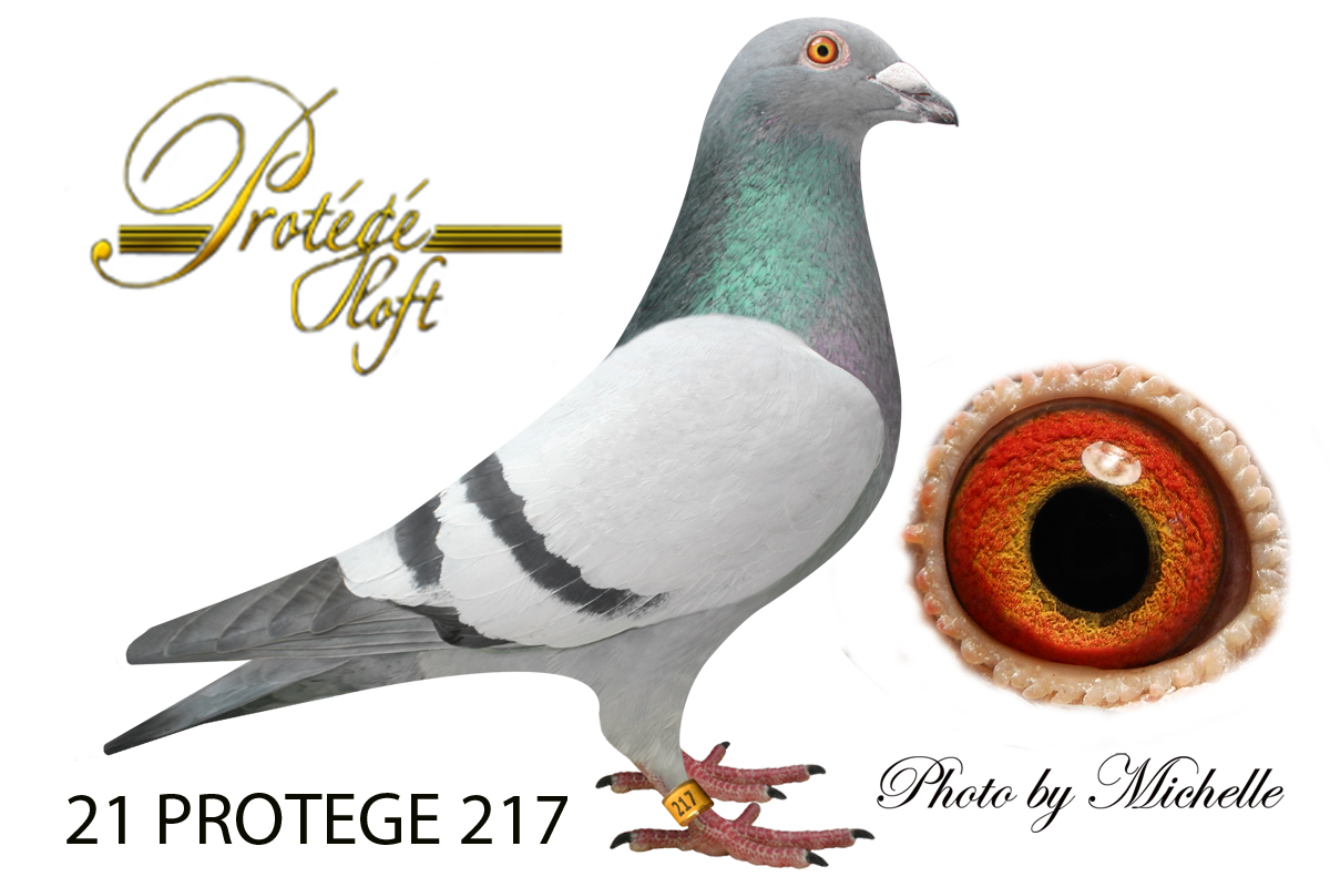 AU 21 PROTAGE 217