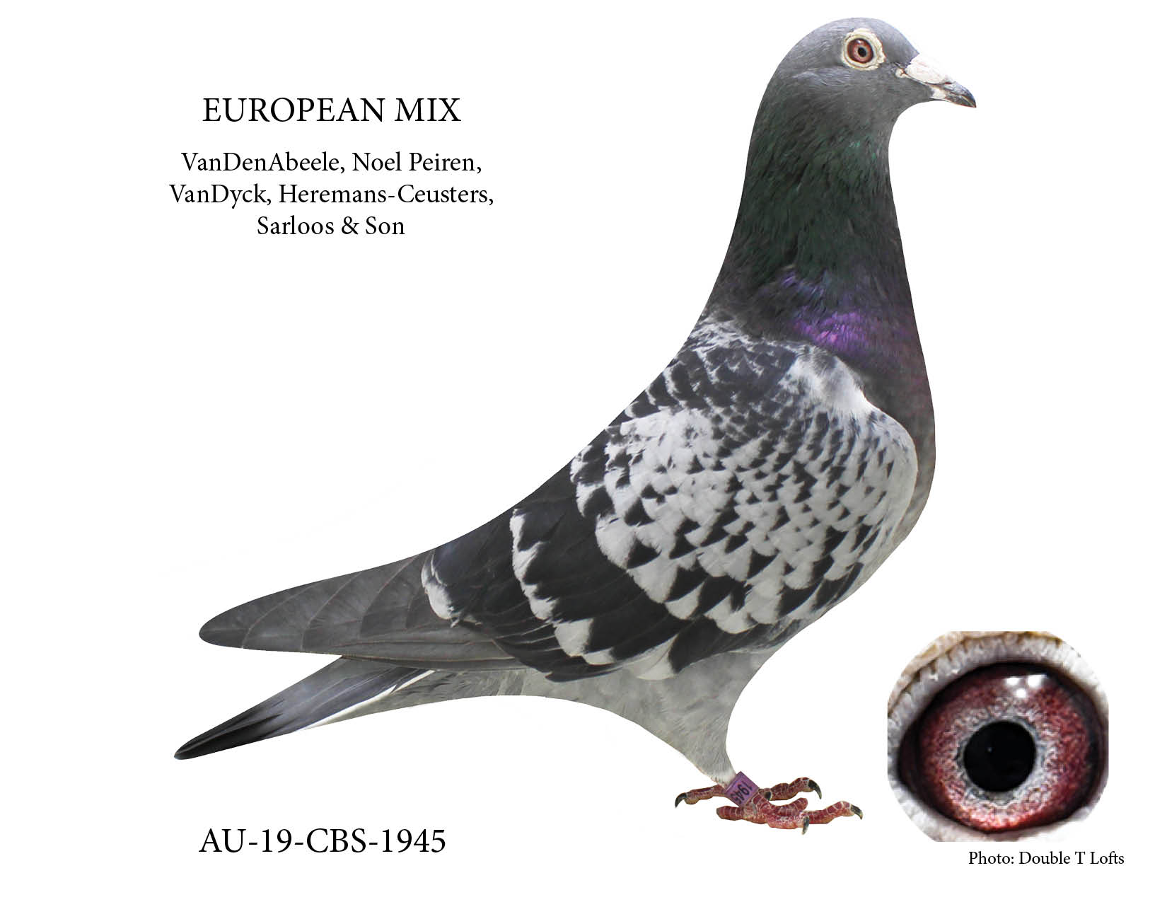 Granddaughter of "Olympus" & "Quattro 8" with "Kannibaal"