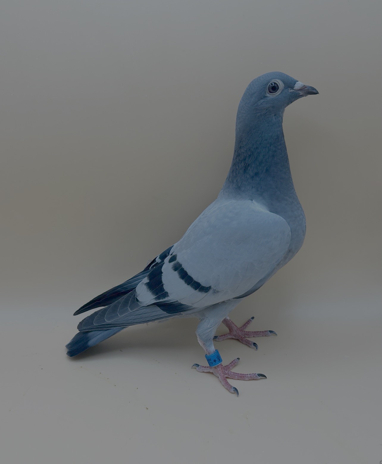 26-ARPU-90708 Blue 