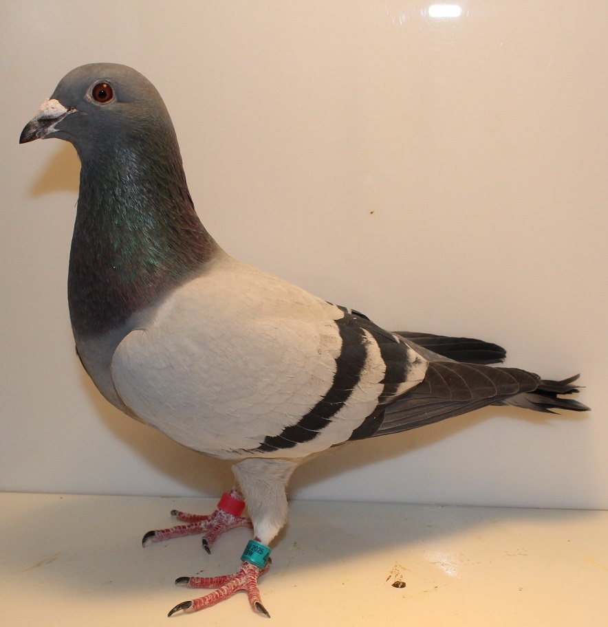 AU 25 GBW 40 BB COCK
