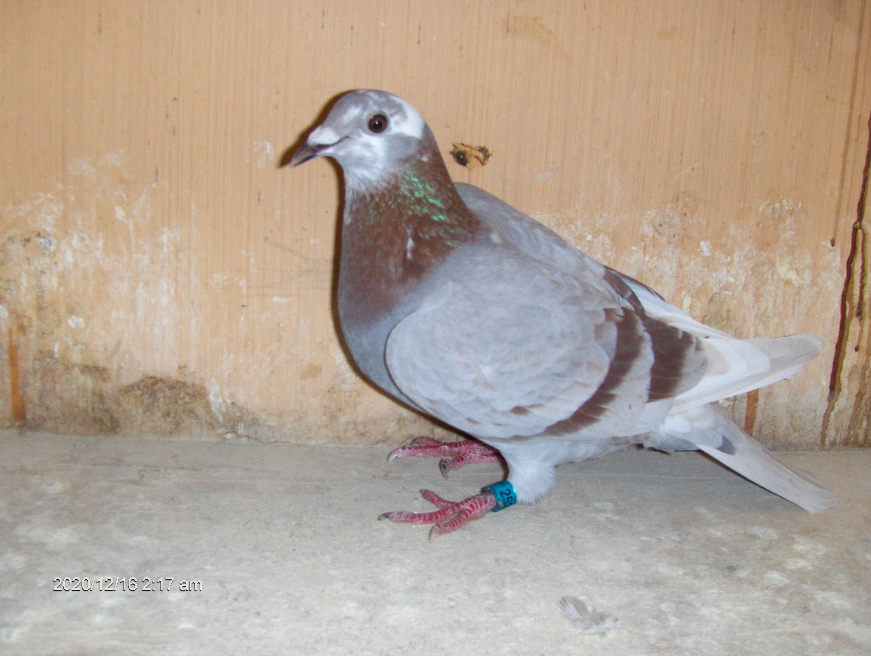 AU-25-EHALL-2525 SILVER SPL HEN