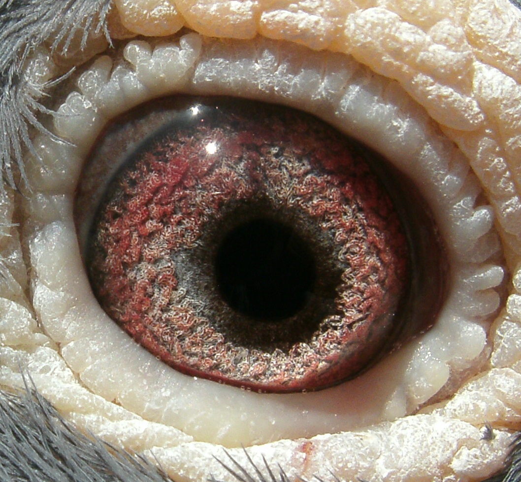 Preview Image 3