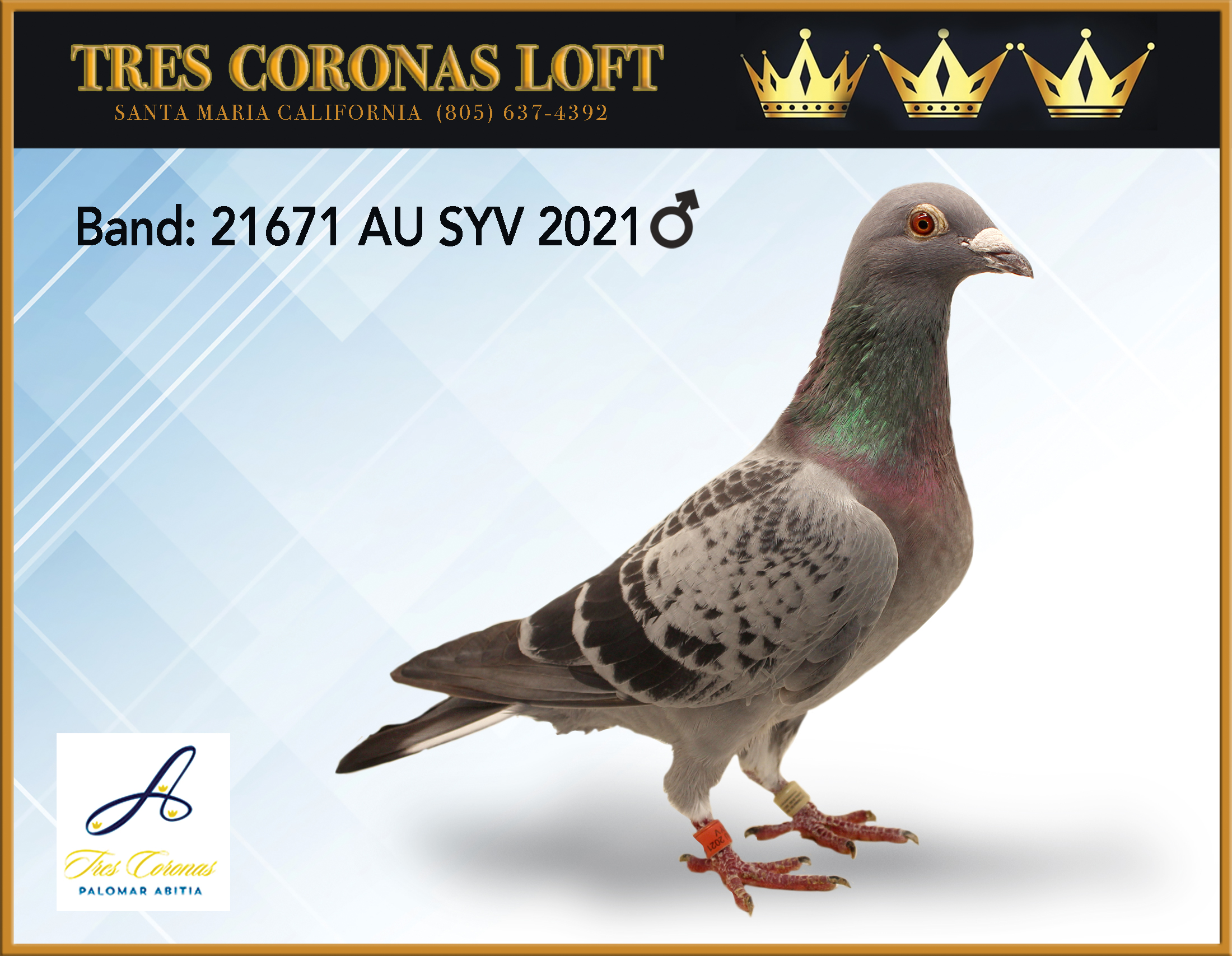 MR BOLT 21671 AU SYV 2021 BCH COCK