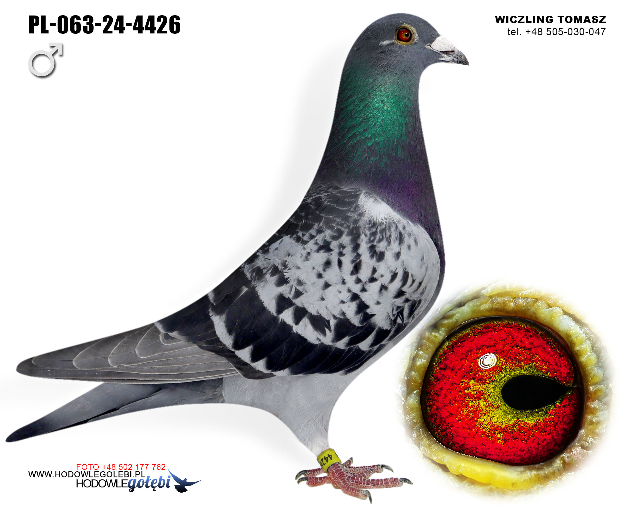 PL-063-24-4426 C