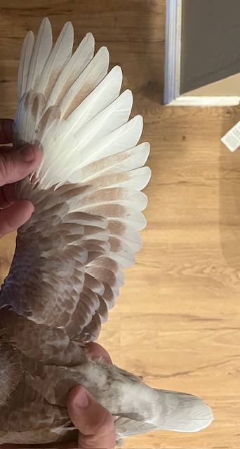 STUNNING SQUEAKER IMPORT LINES