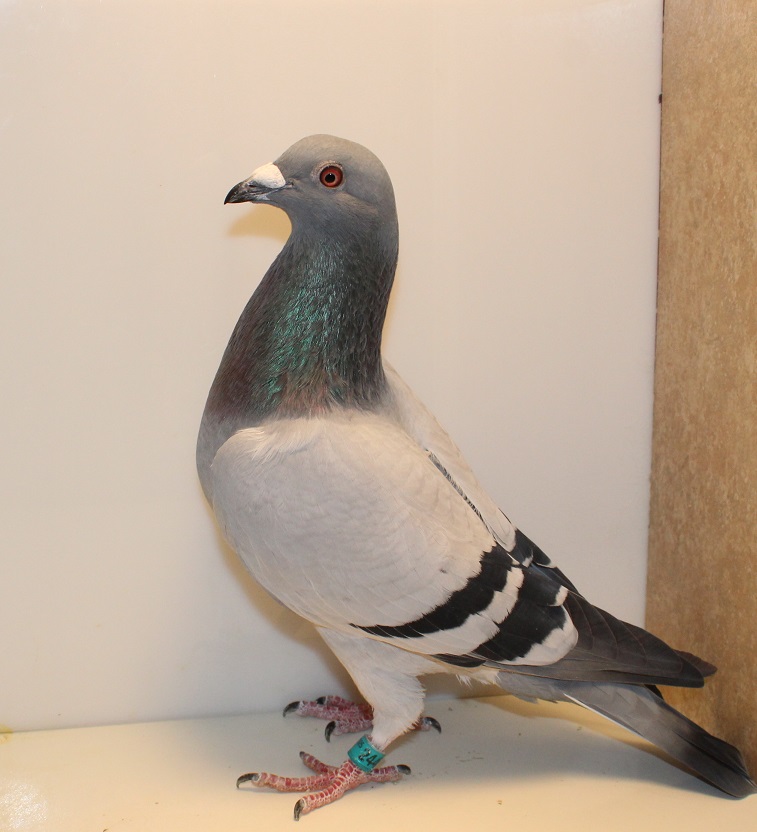 AU 25 GBW 244 BB COCK
