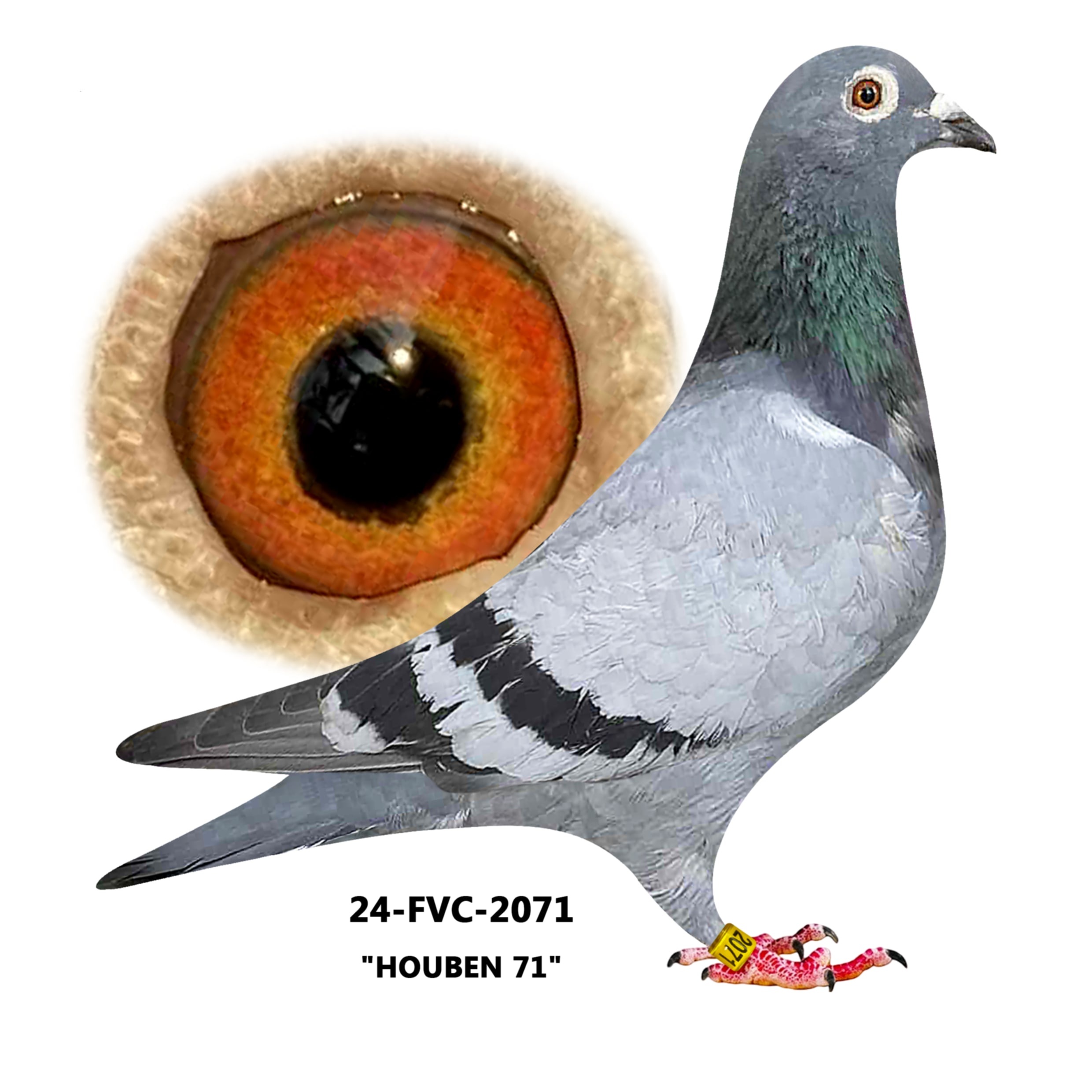 24-FVC-2071 Blue Bar Hen.