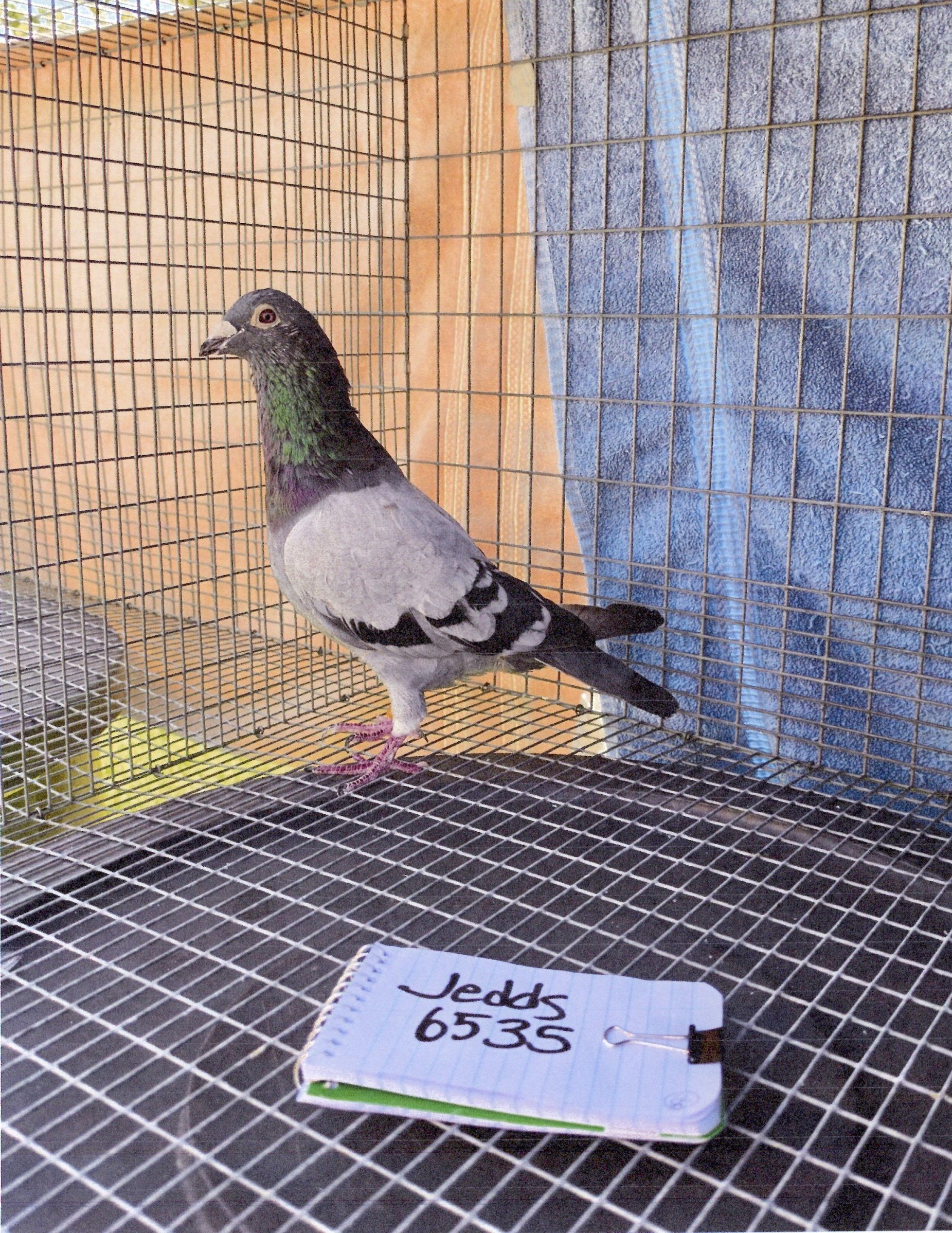 AU-2023-JEDDS -6535-BB-COCK