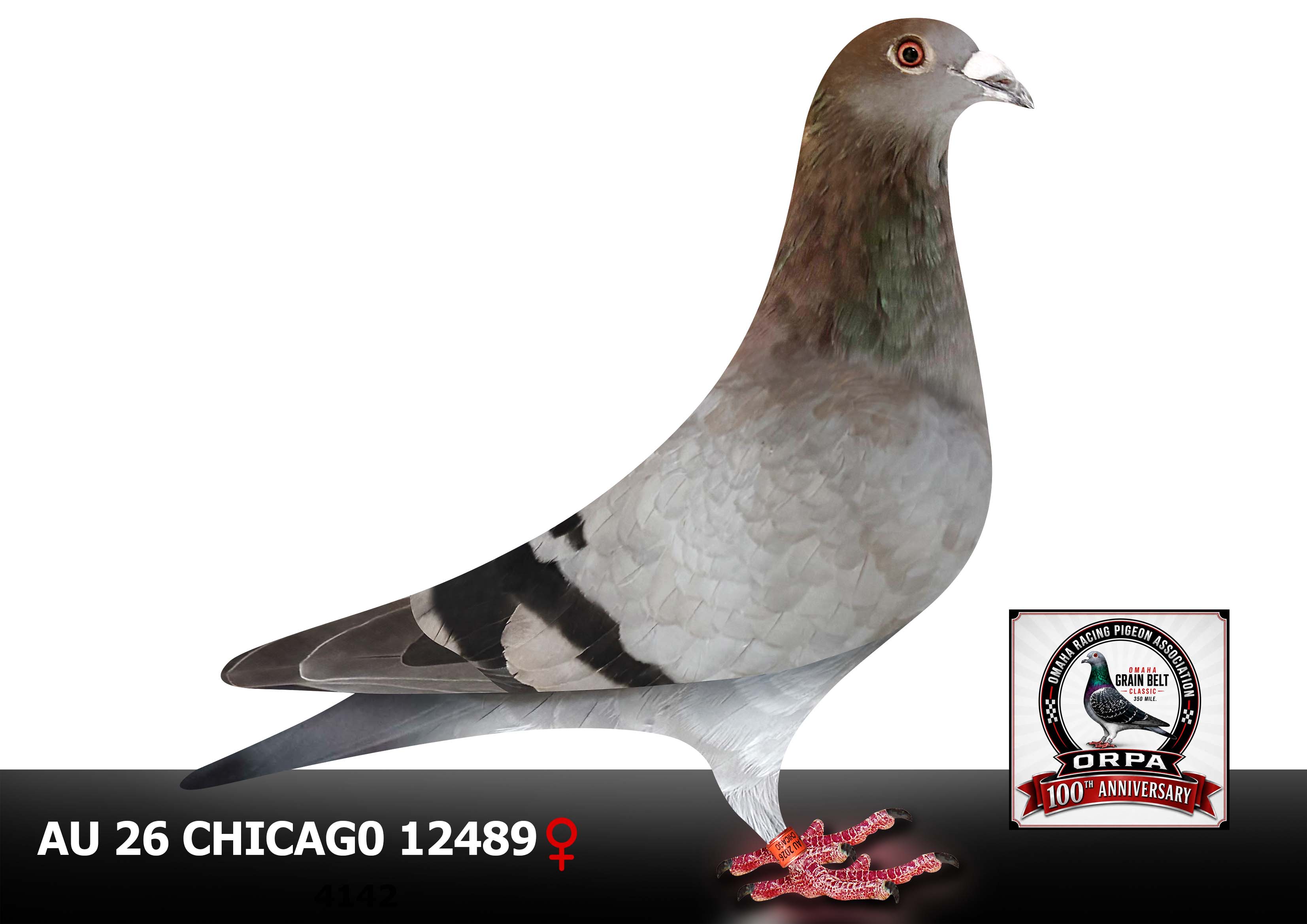 AU 26 Chicago 12489 Cock