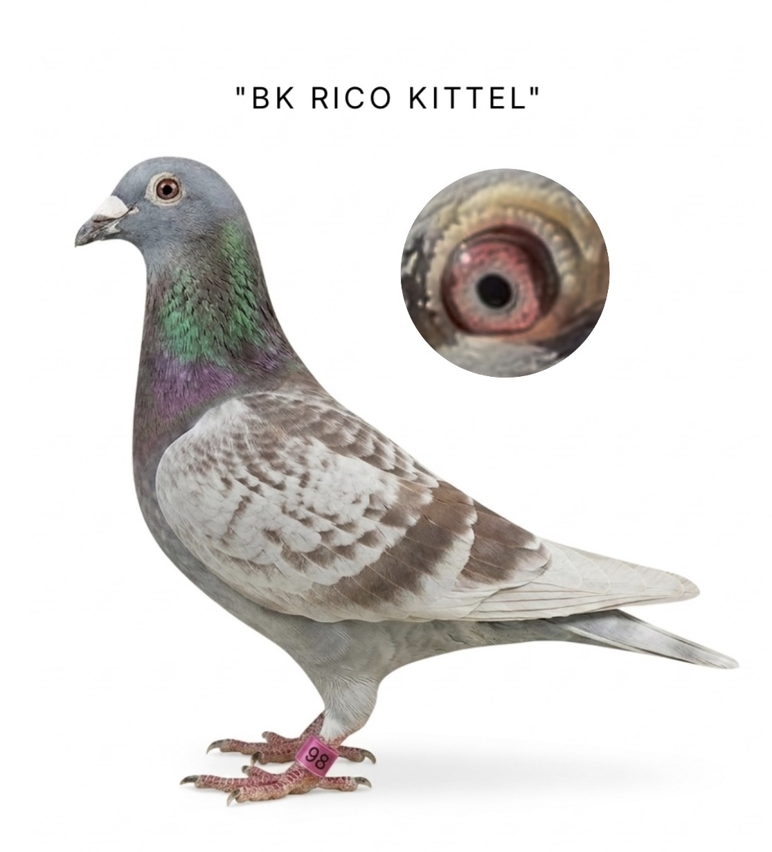 OLYMPIC RICO blended with KITTEL cock