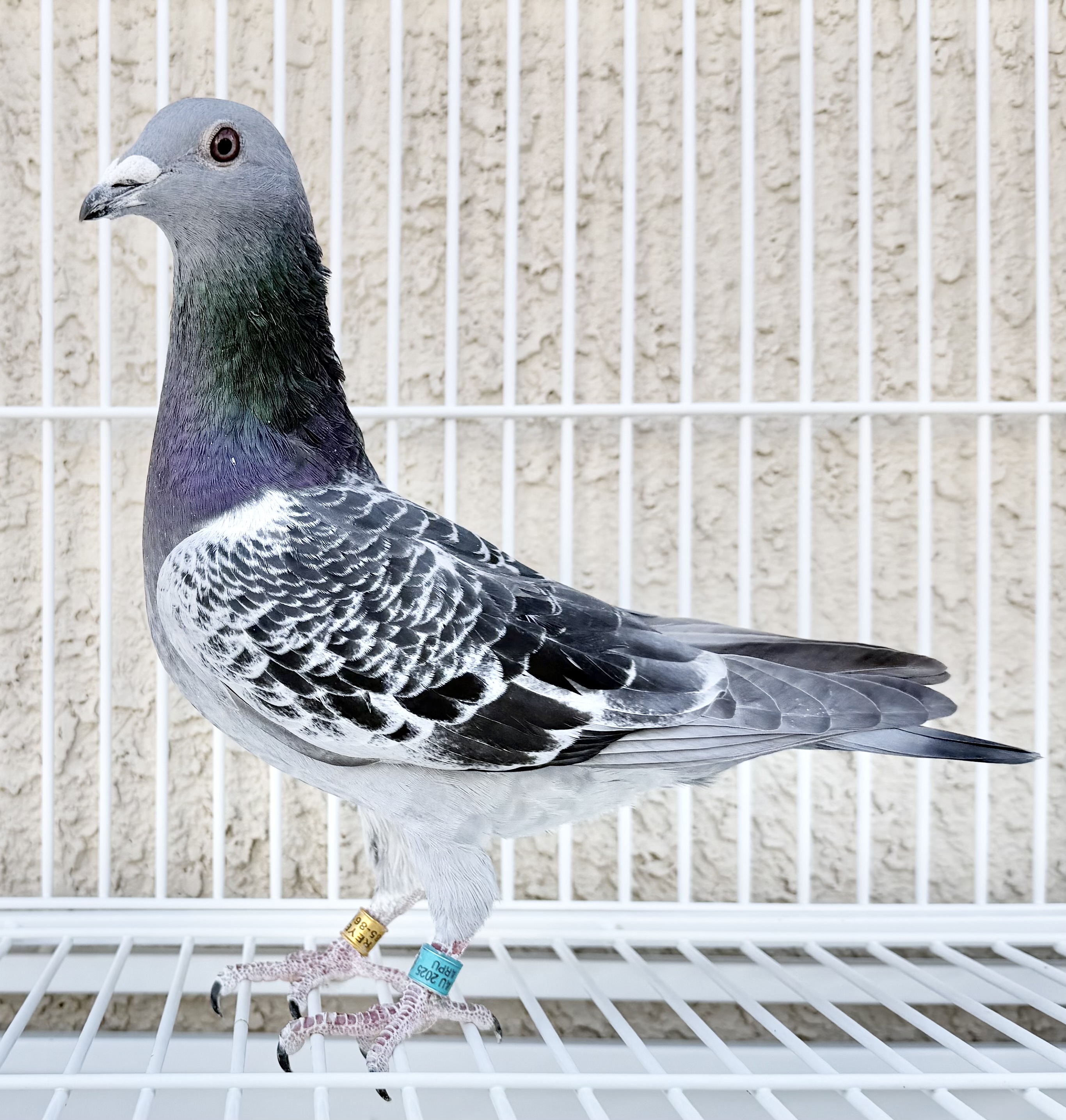 young rossi x kw cock