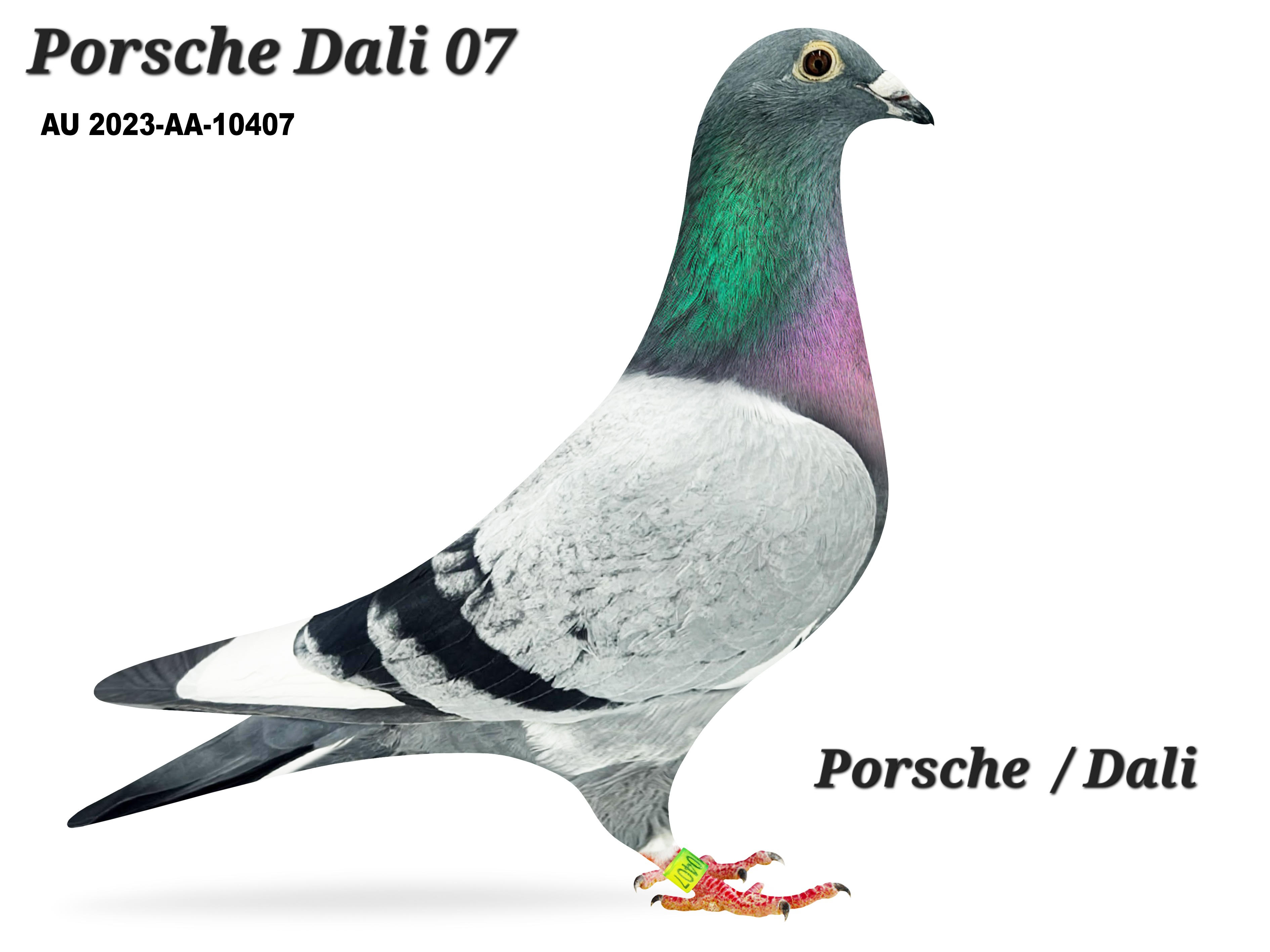 iPigeon.com - Racing Pigeon Auction