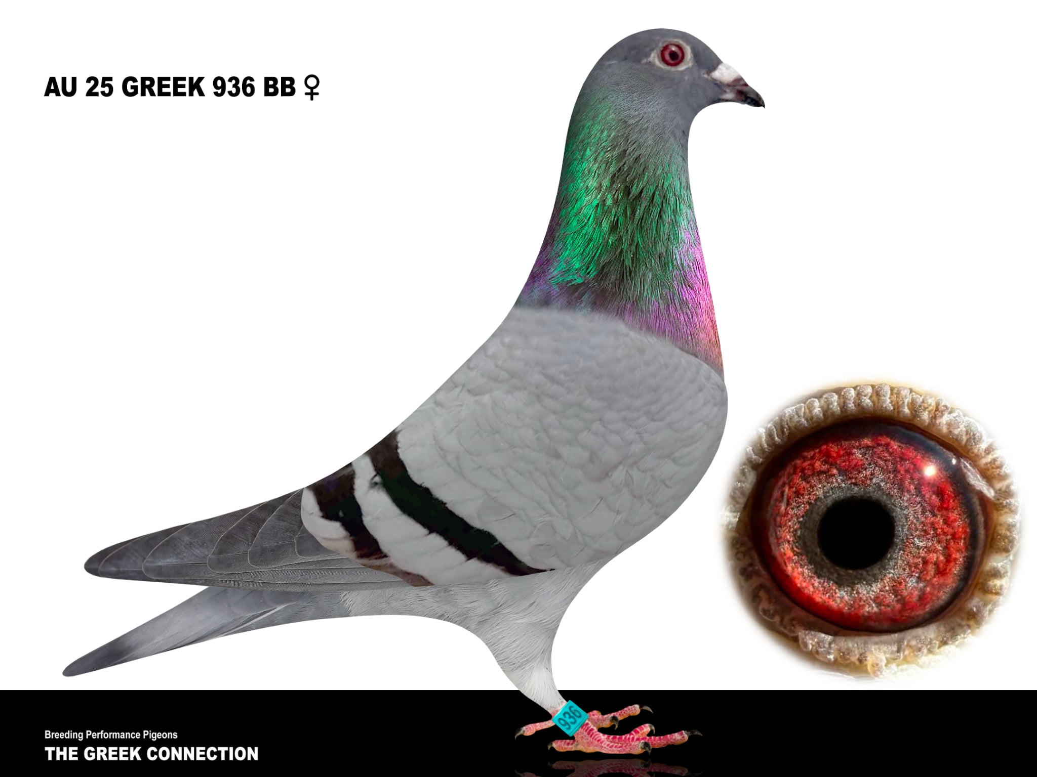 AU 25 GREEK 936 BB HEN 3RD ACE BIRD