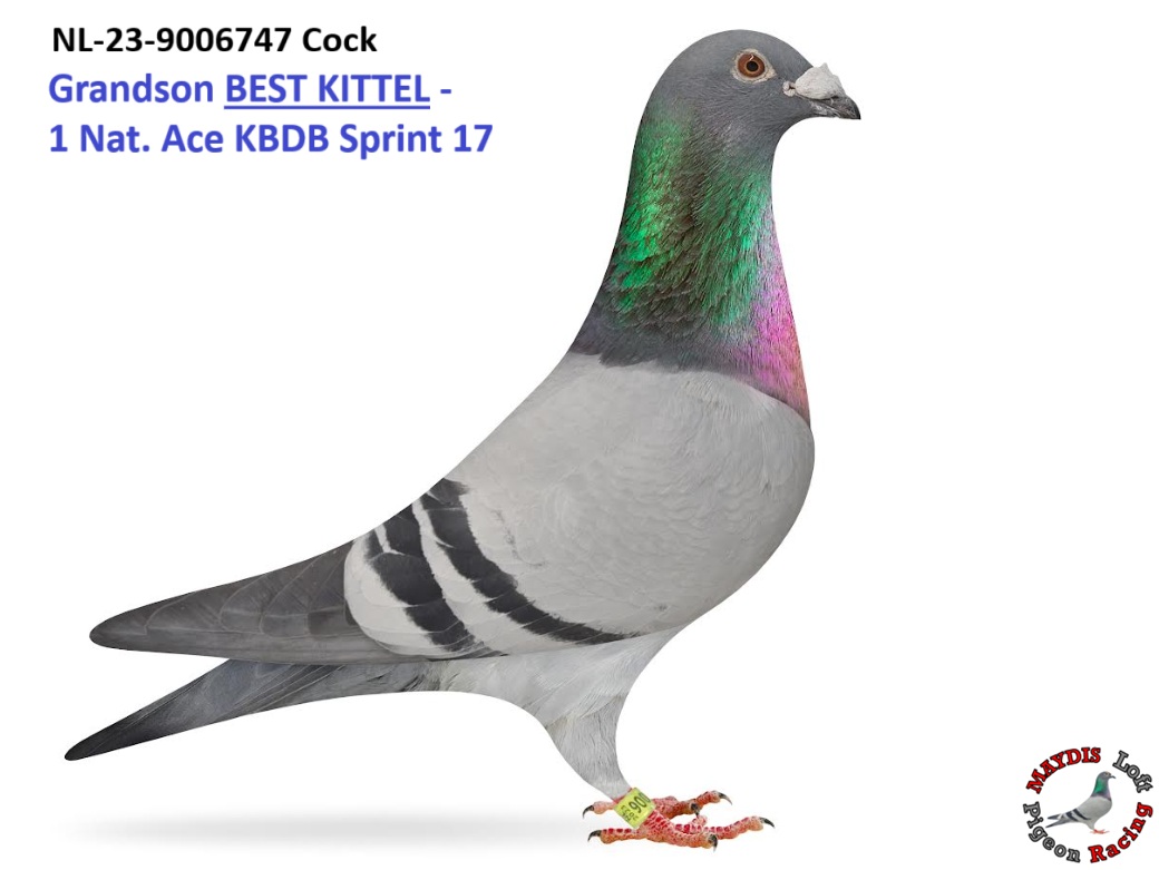 Grandson Best Kittel !!!!