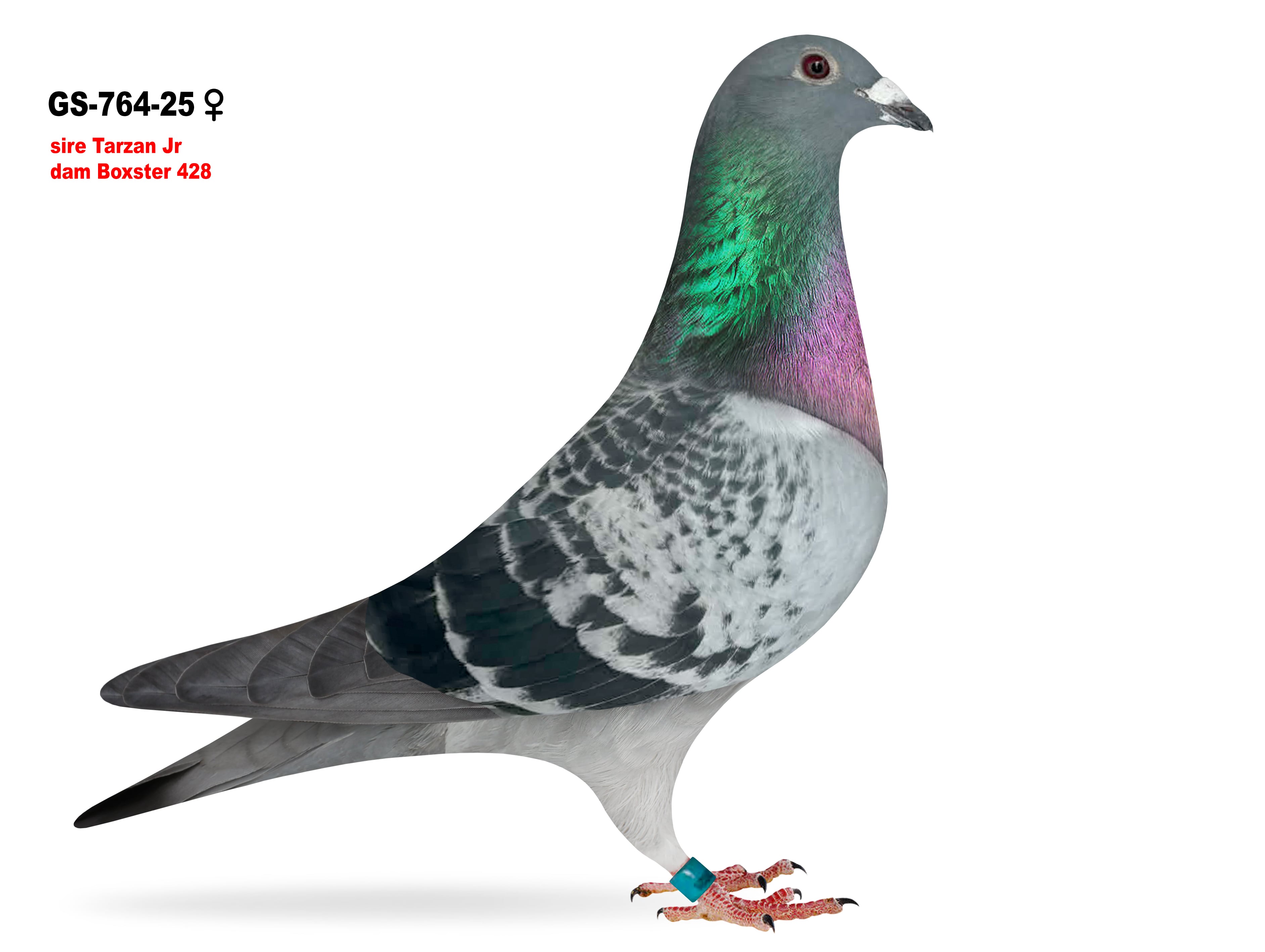 GS-764/25 Inbred Tarzan cock 