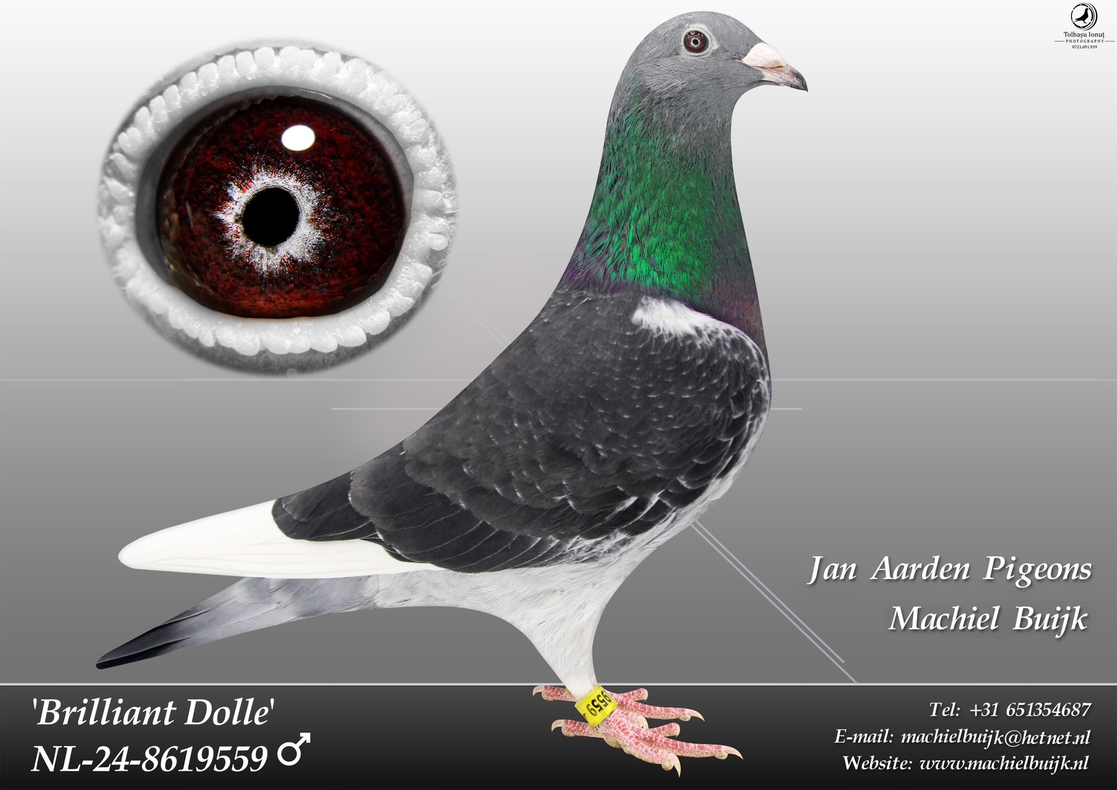 NL 24-8619559 Brilliant Dolle