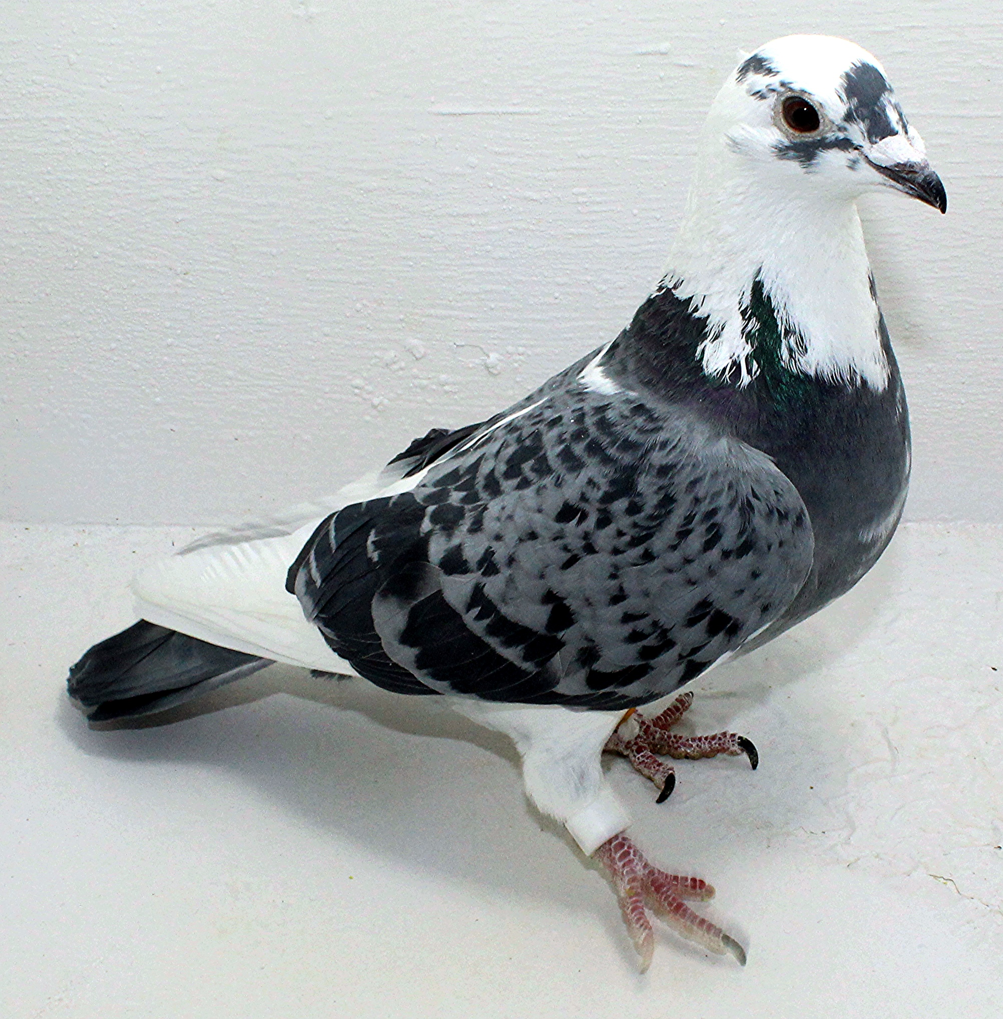 AU 29080 JEDDS 2023 Pure Hansenne Cock