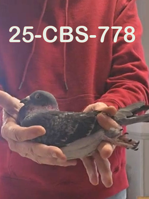 25-CBS-778 Dark Check Cock. 