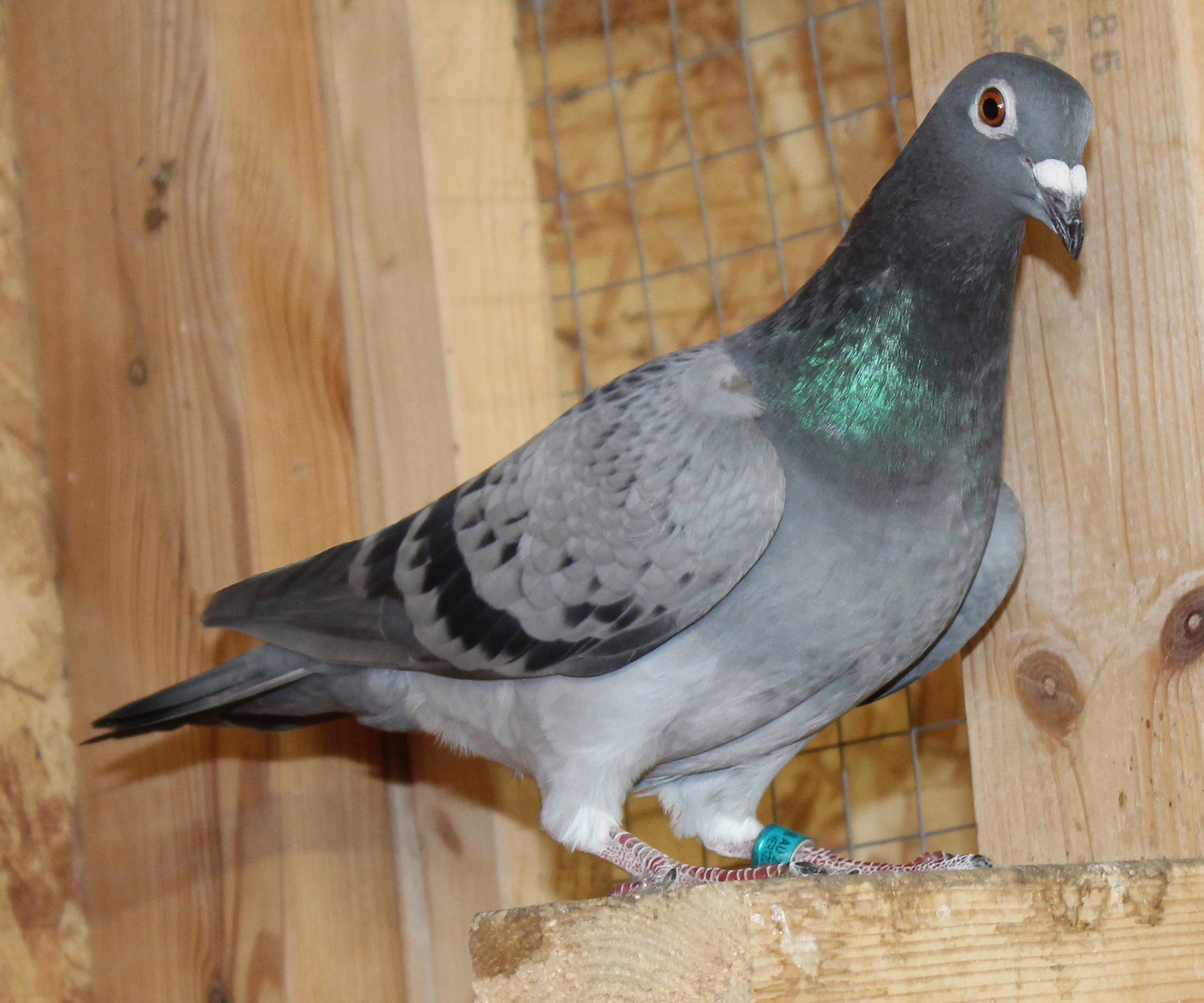 Gaby–Kannibaal–Koopman