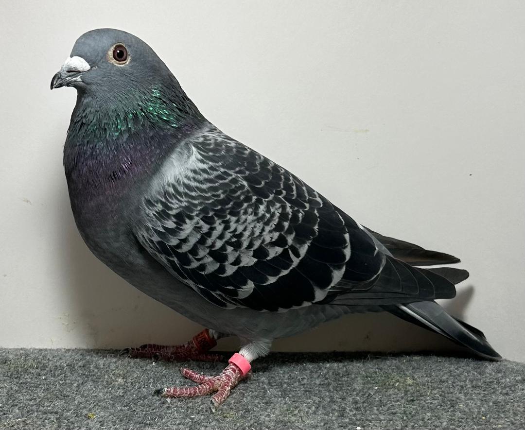 26875 RMR AU 2026 DC Hen