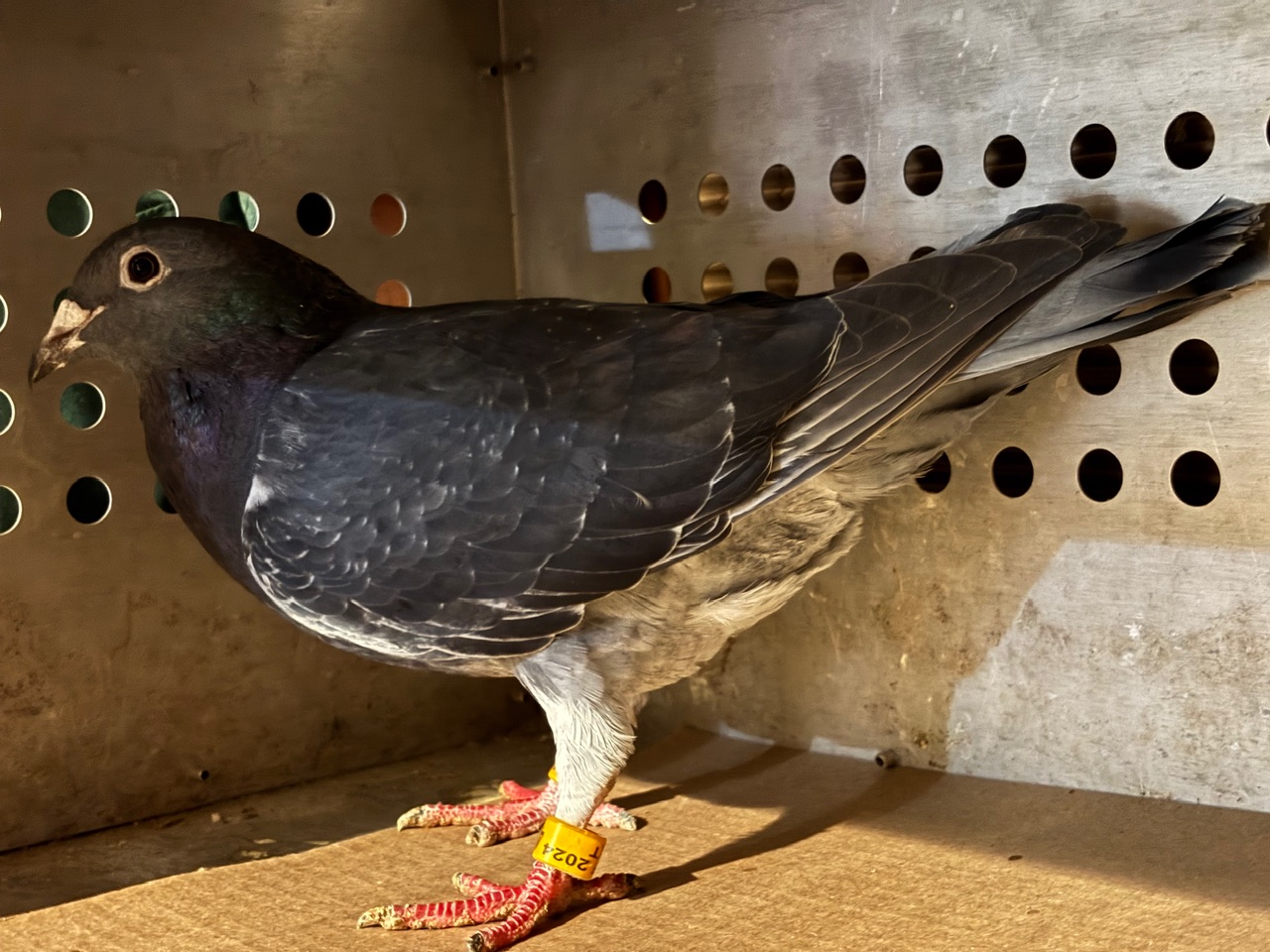 super long distance Jan Aardens  