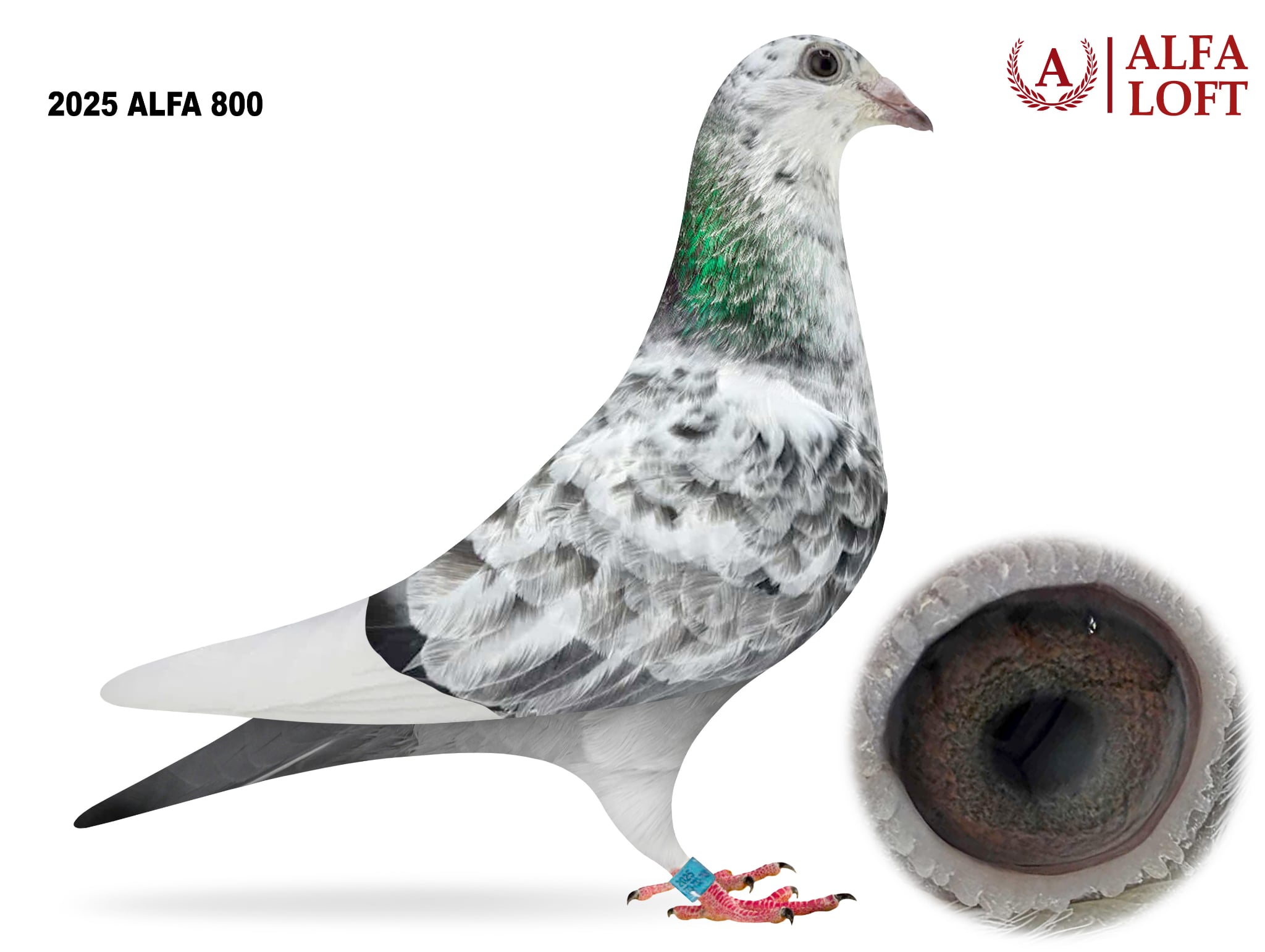 Preview Image 6